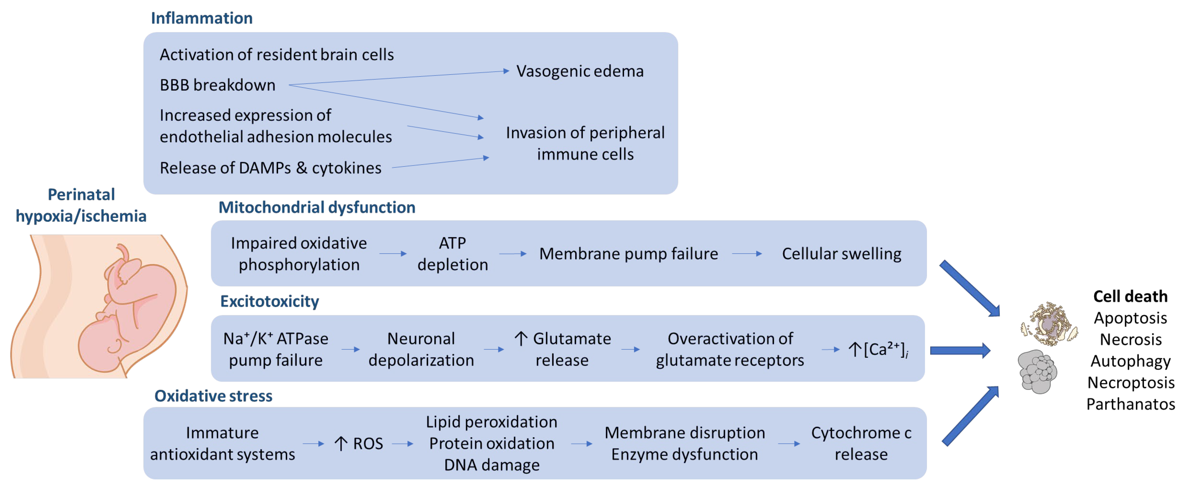 Cells 15 00462 g001