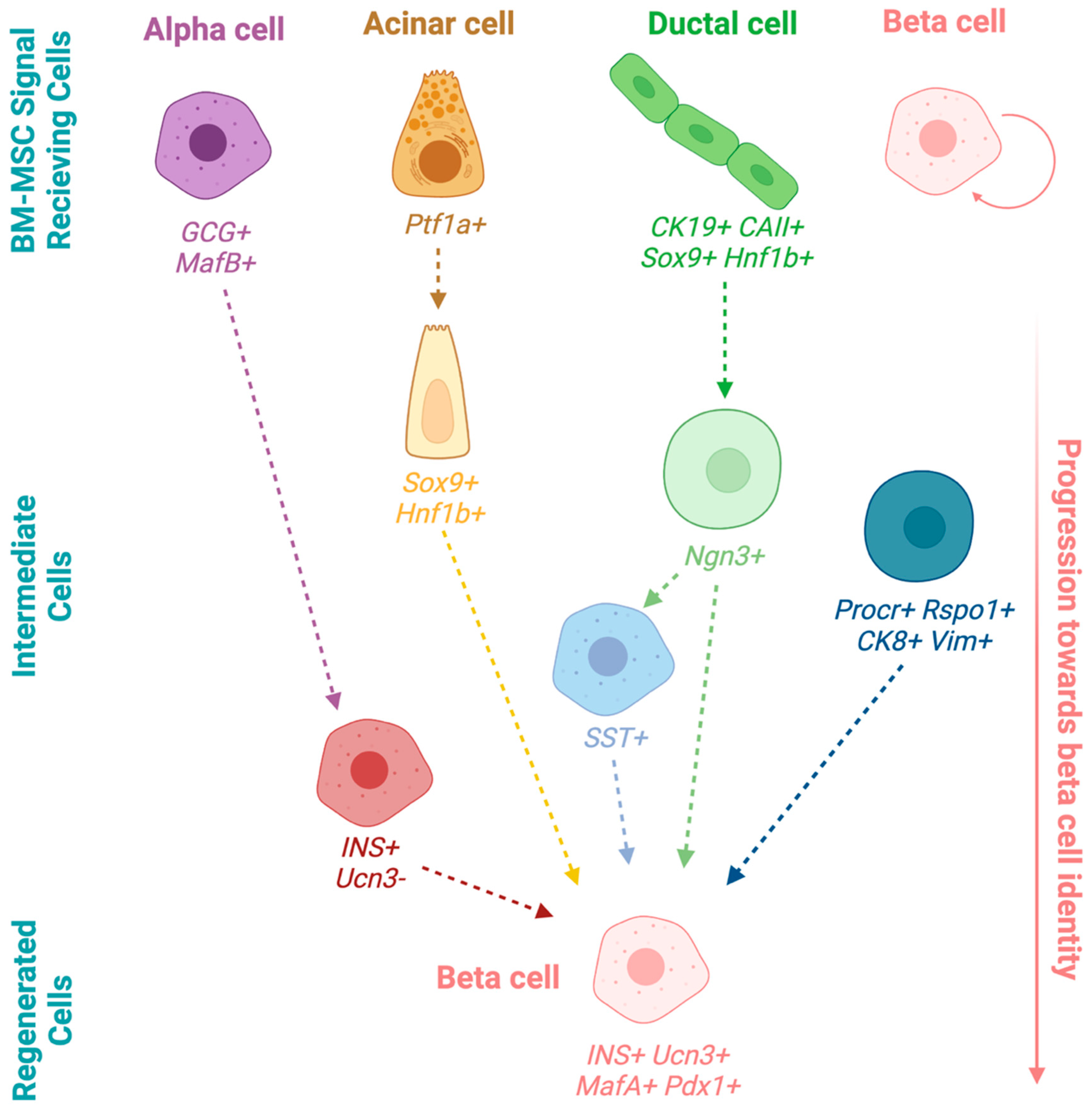 Cells 15 00488 g002 Cells 15 00488 g002