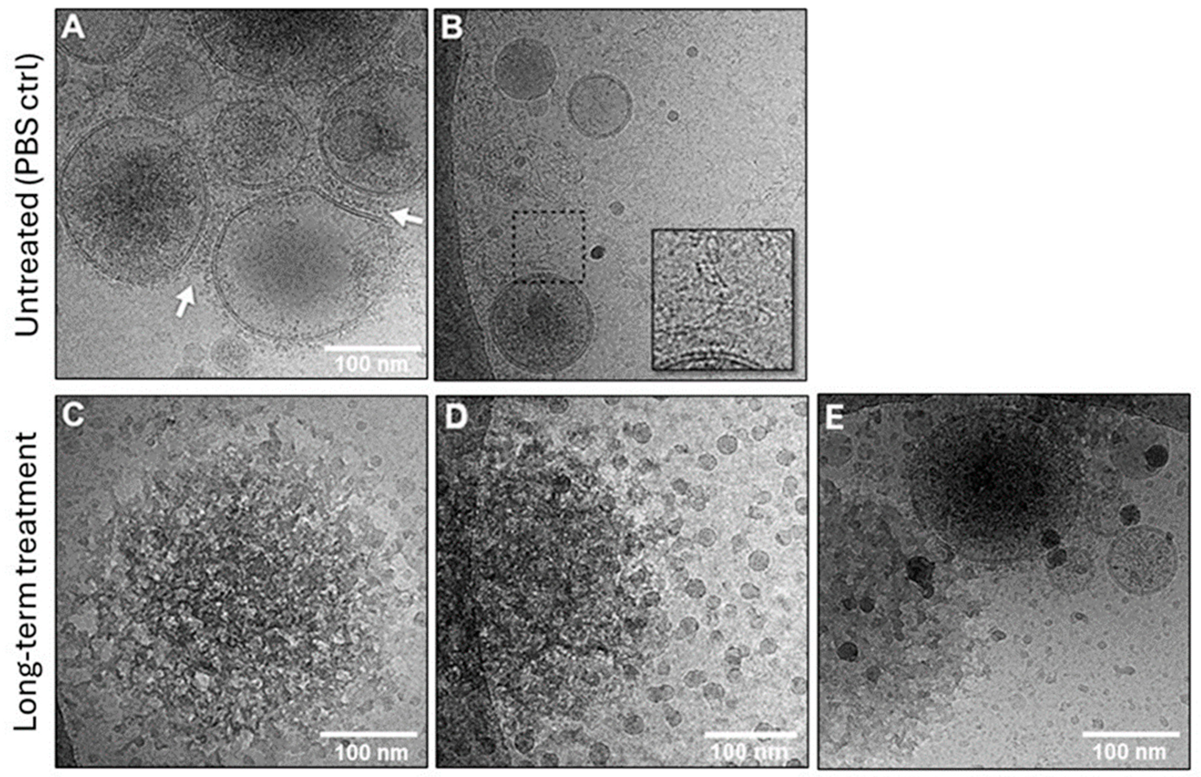 Cells 15 00512 g002 Cells 15 00512 g002
