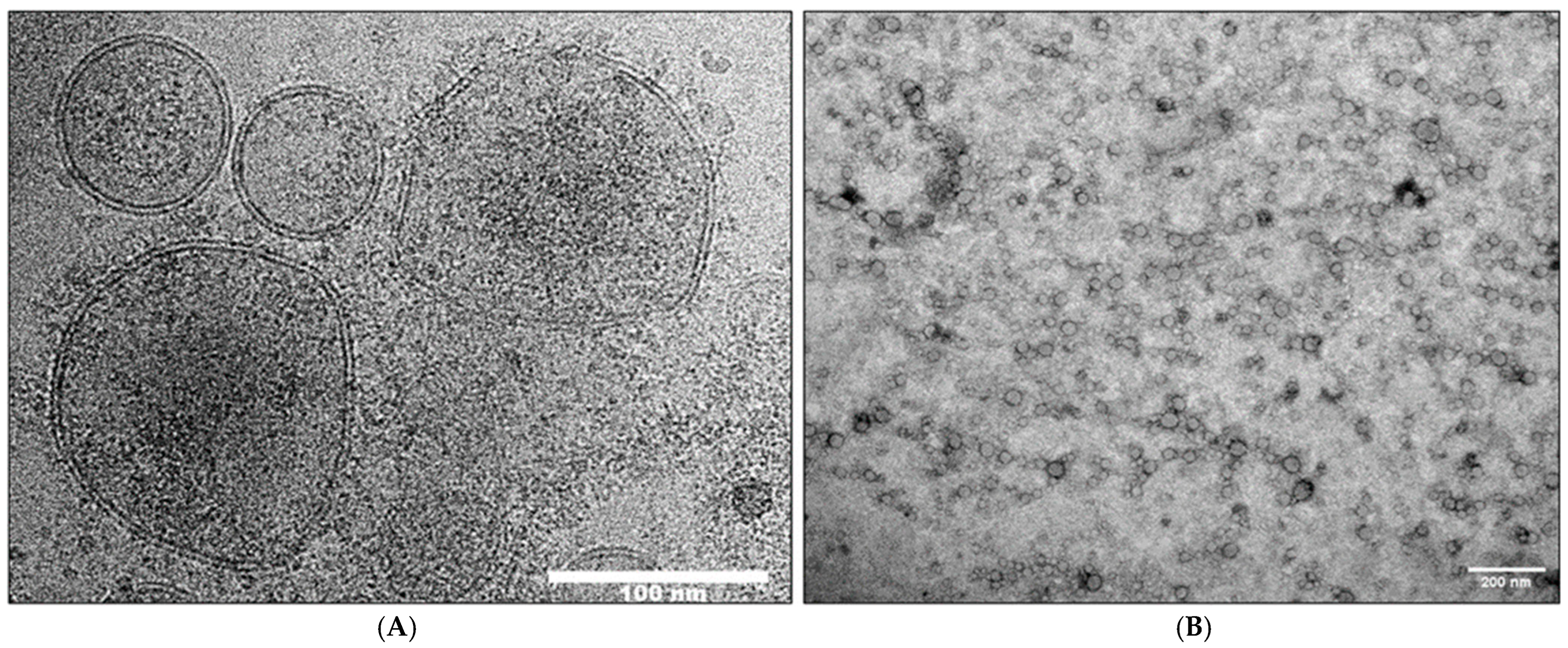 Cells 15 00512 g004 Cells 15 00512 g004