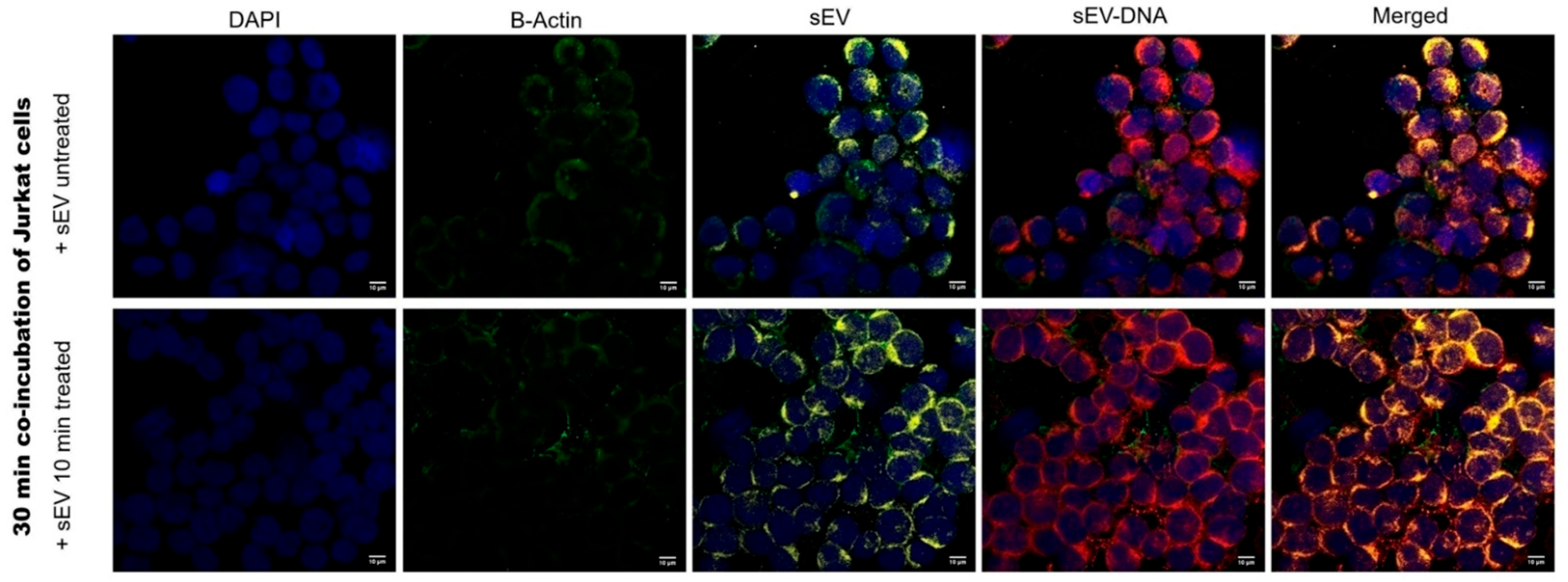 Cells 15 00512 g006 Cells 15 00512 g006