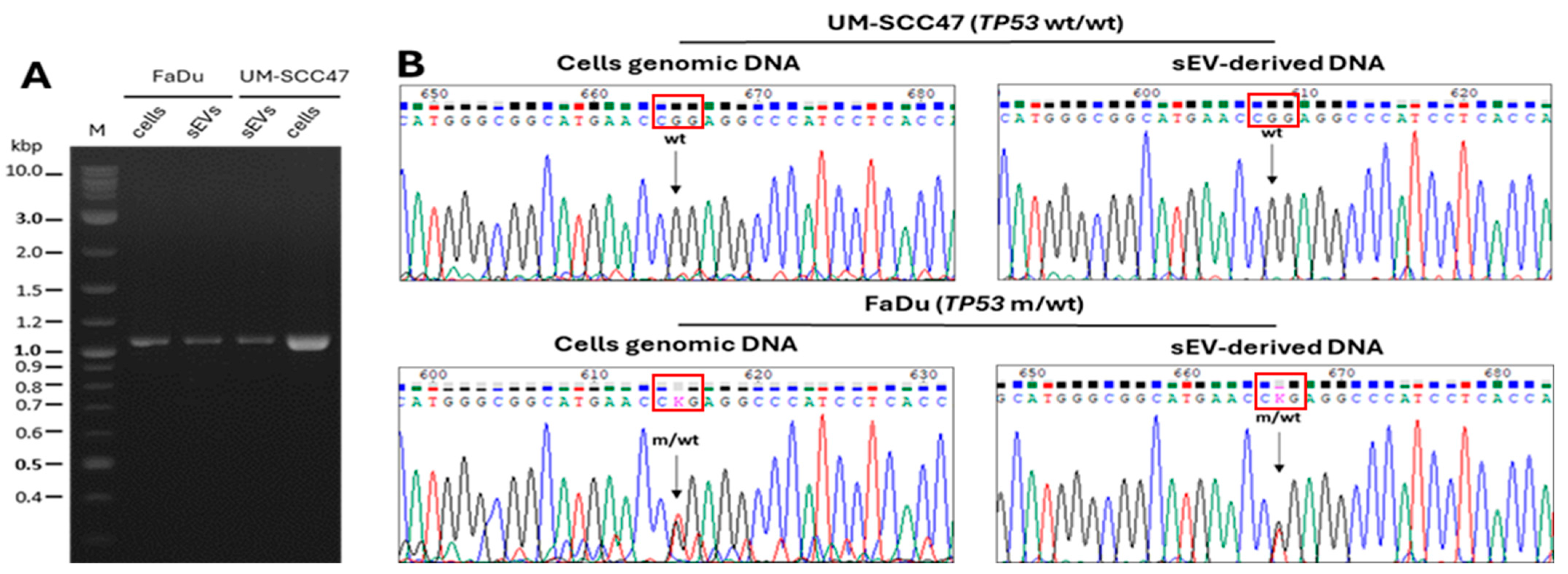Cells 15 00512 g008 Cells 15 00512 g008