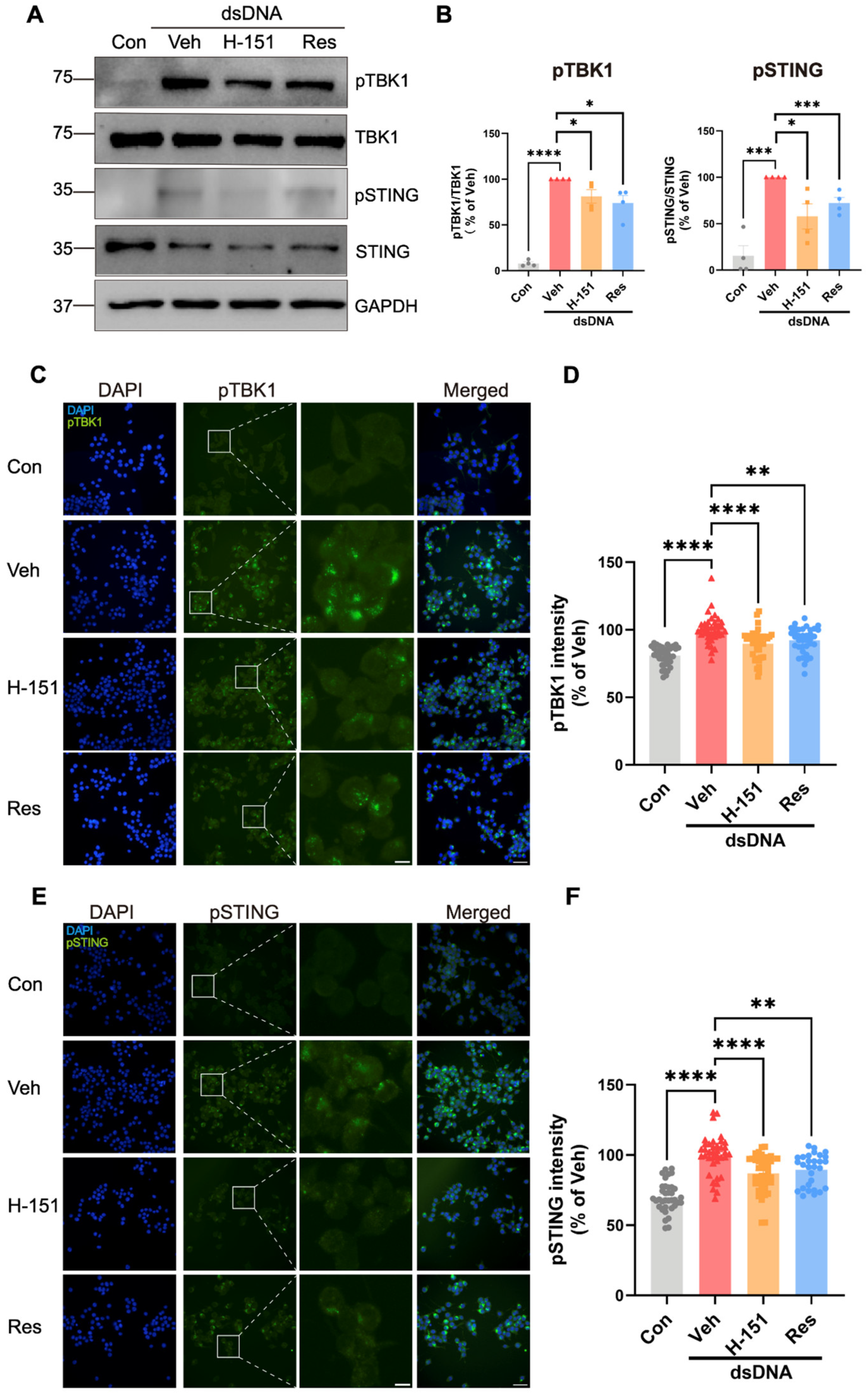 Cells 15 00523 g006 Cells 15 00523 g006