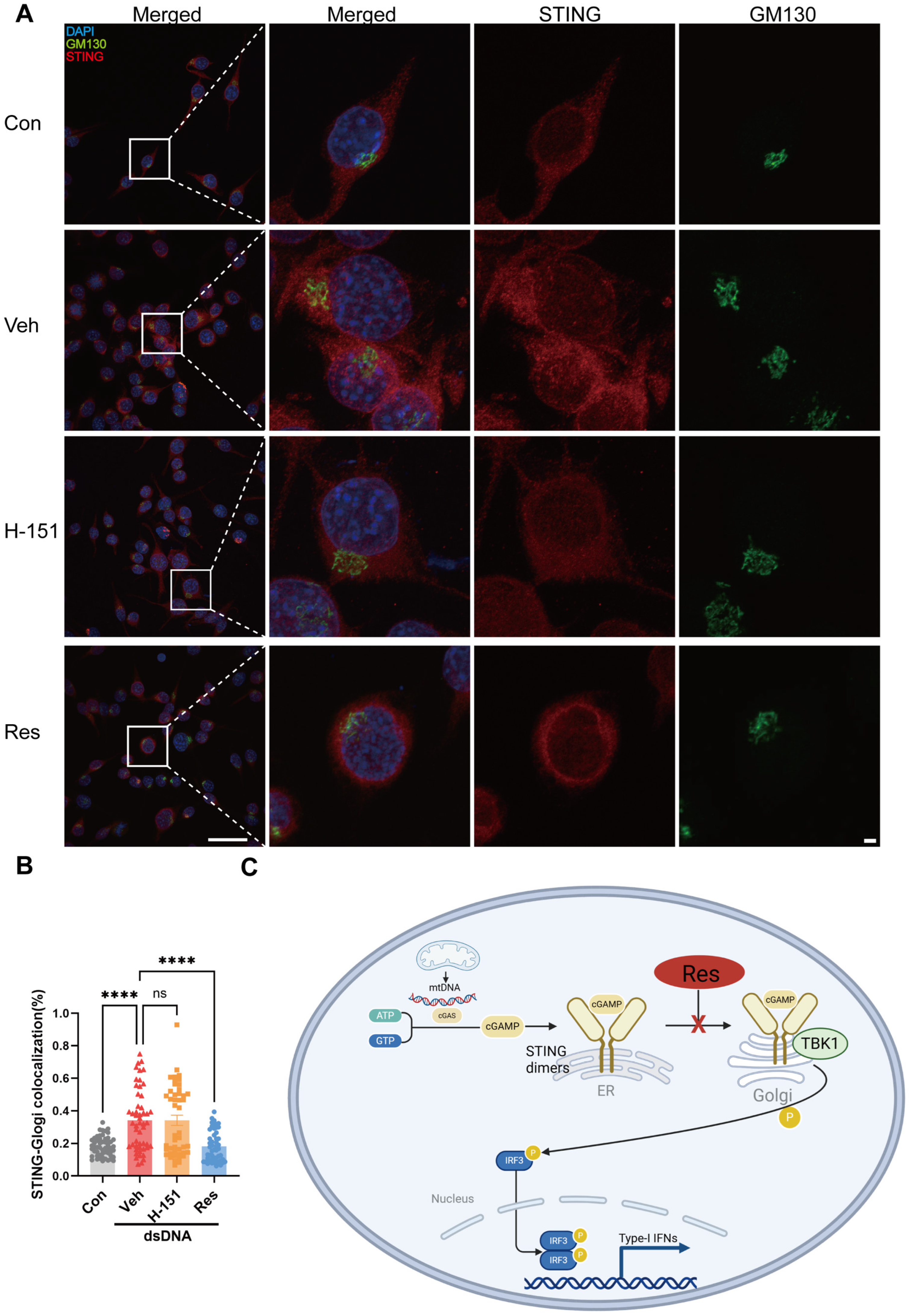 Cells 15 00523 g007 Cells 15 00523 g007