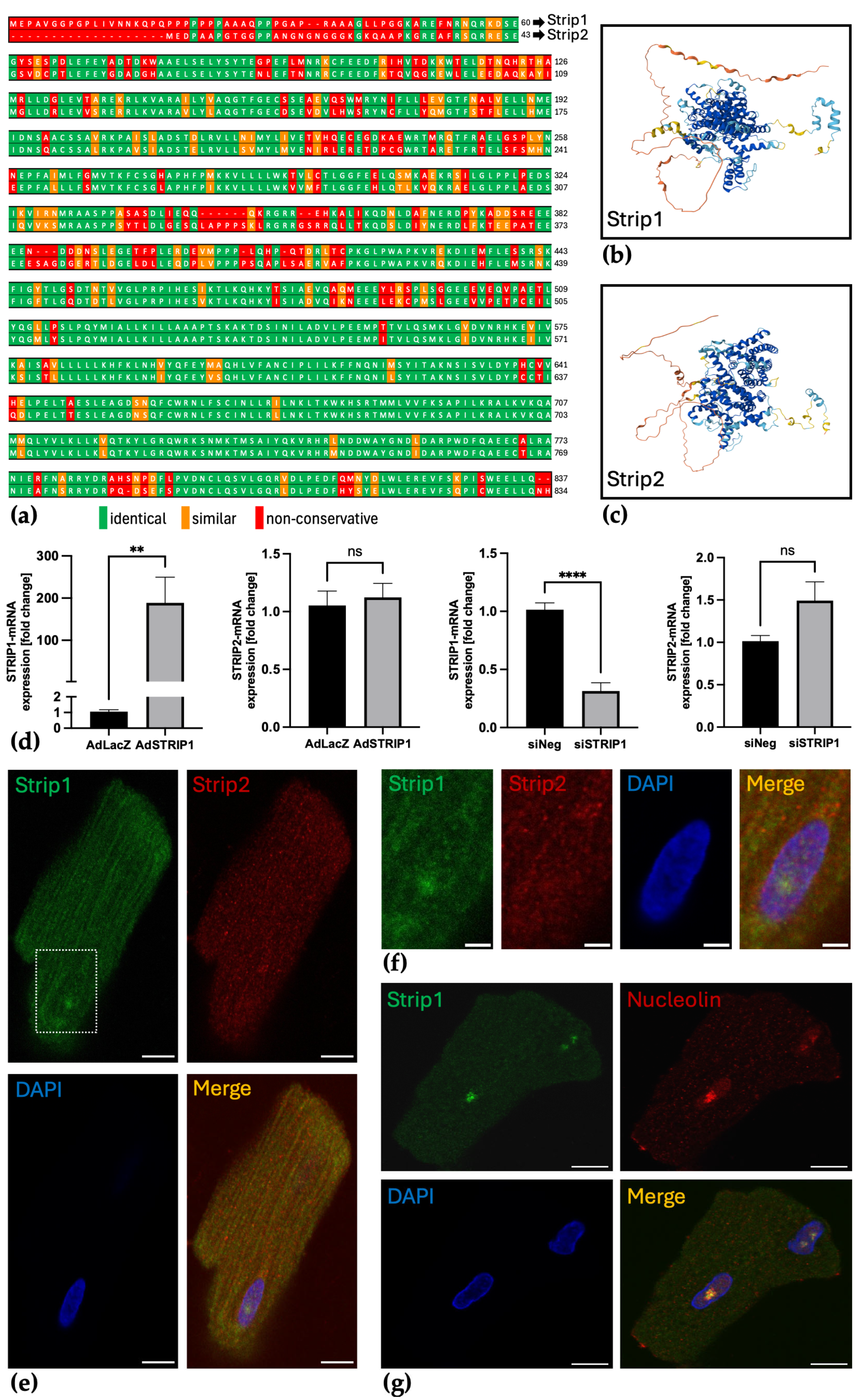 Cells 15 00540 g002 Cells 15 00540 g002