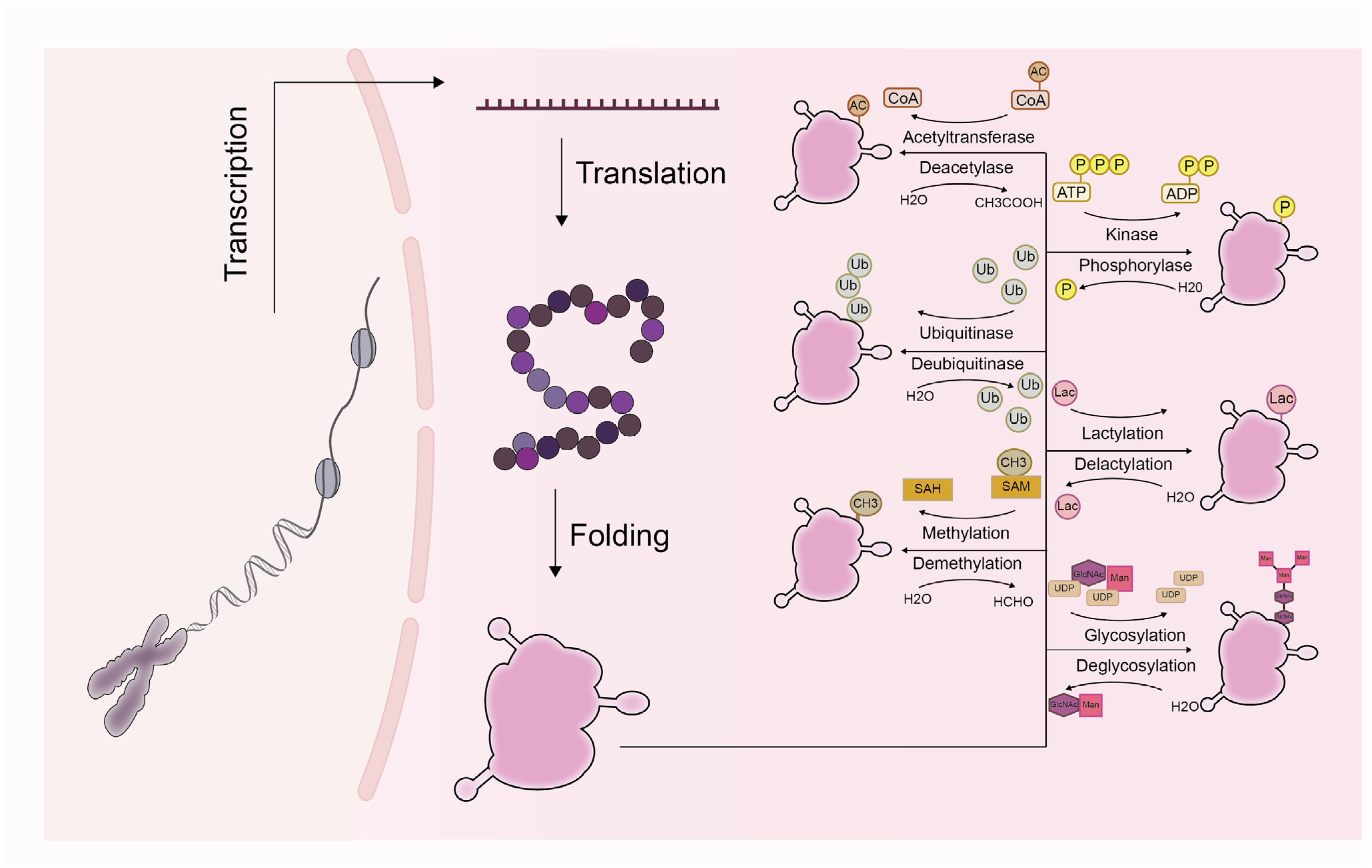 Cells 15 00554 g001 Cells 15 00554 g001
