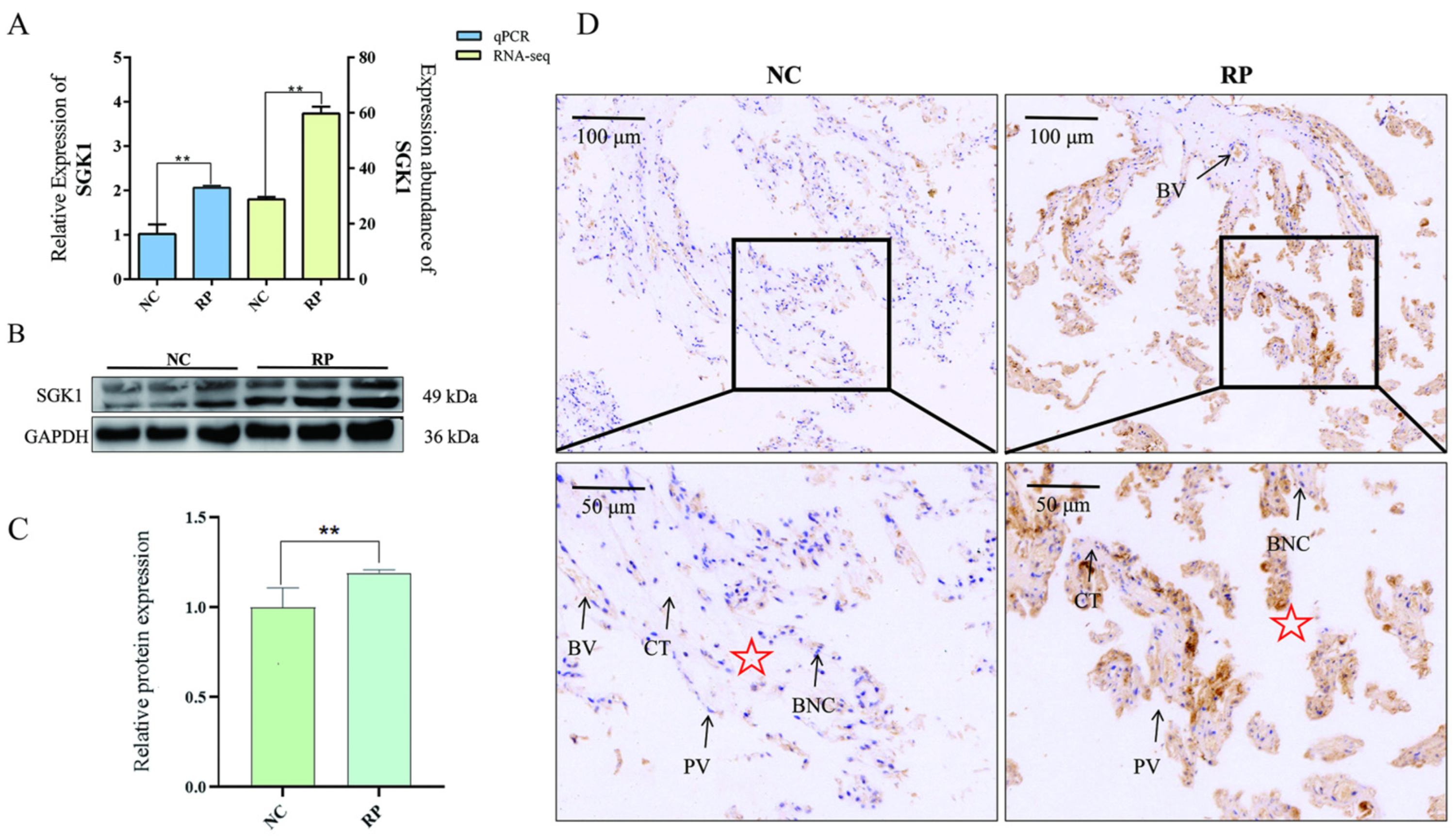 Cells 15 00558 g003