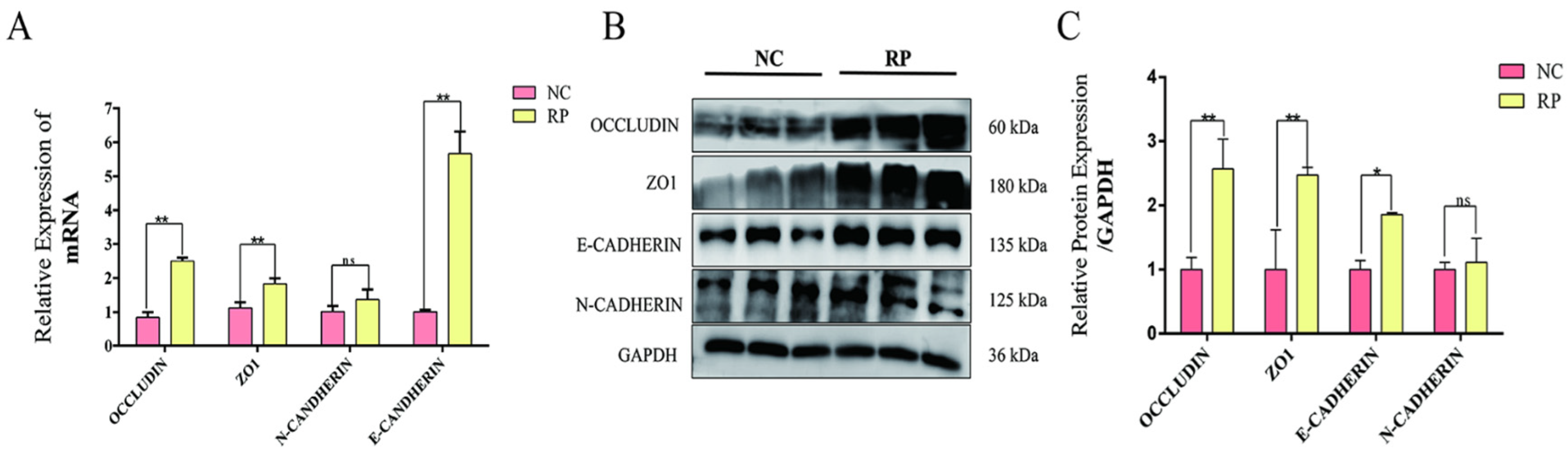Cells 15 00558 g005