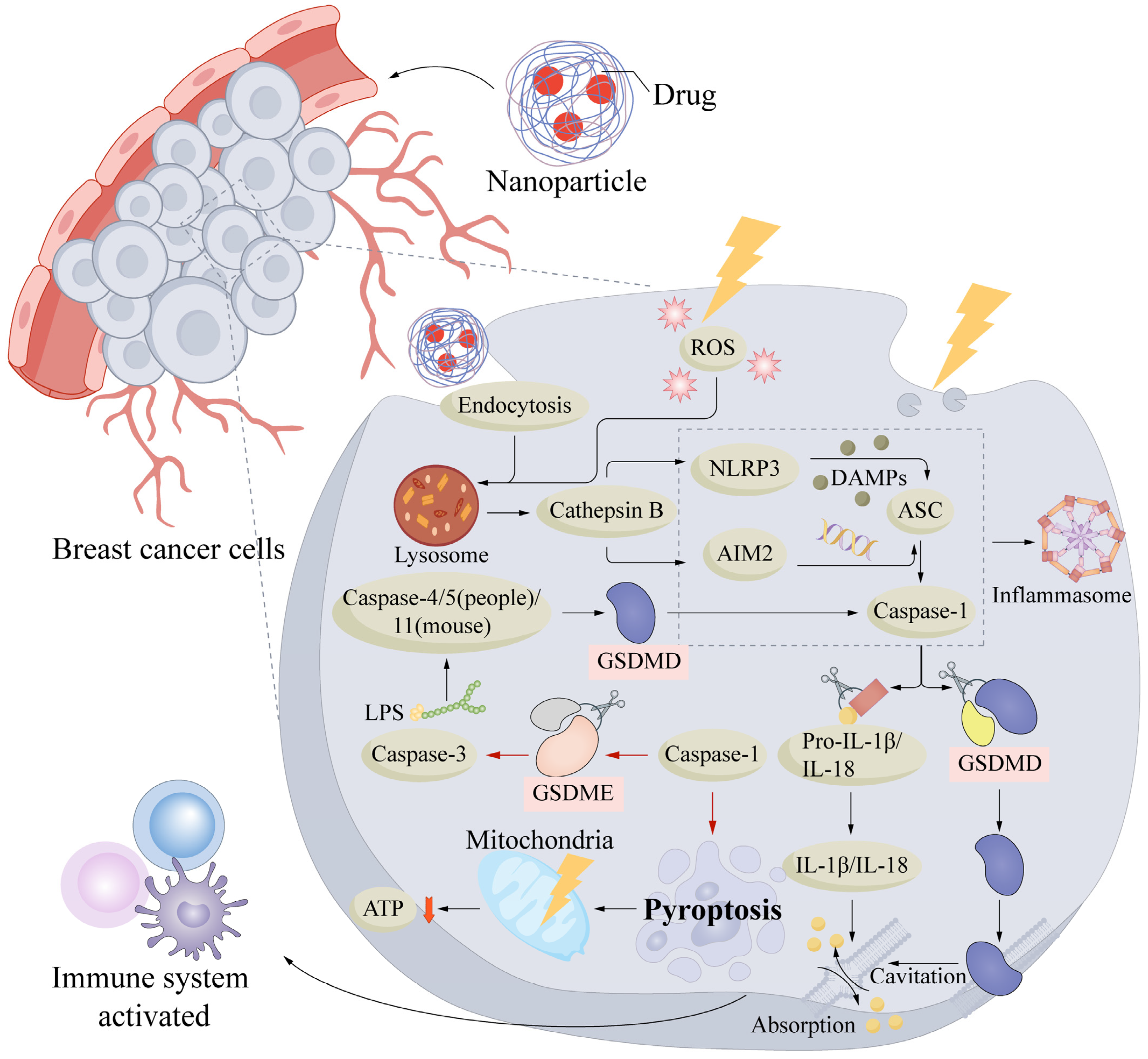 Cells 15 00589 g002 Cells 15 00589 g002