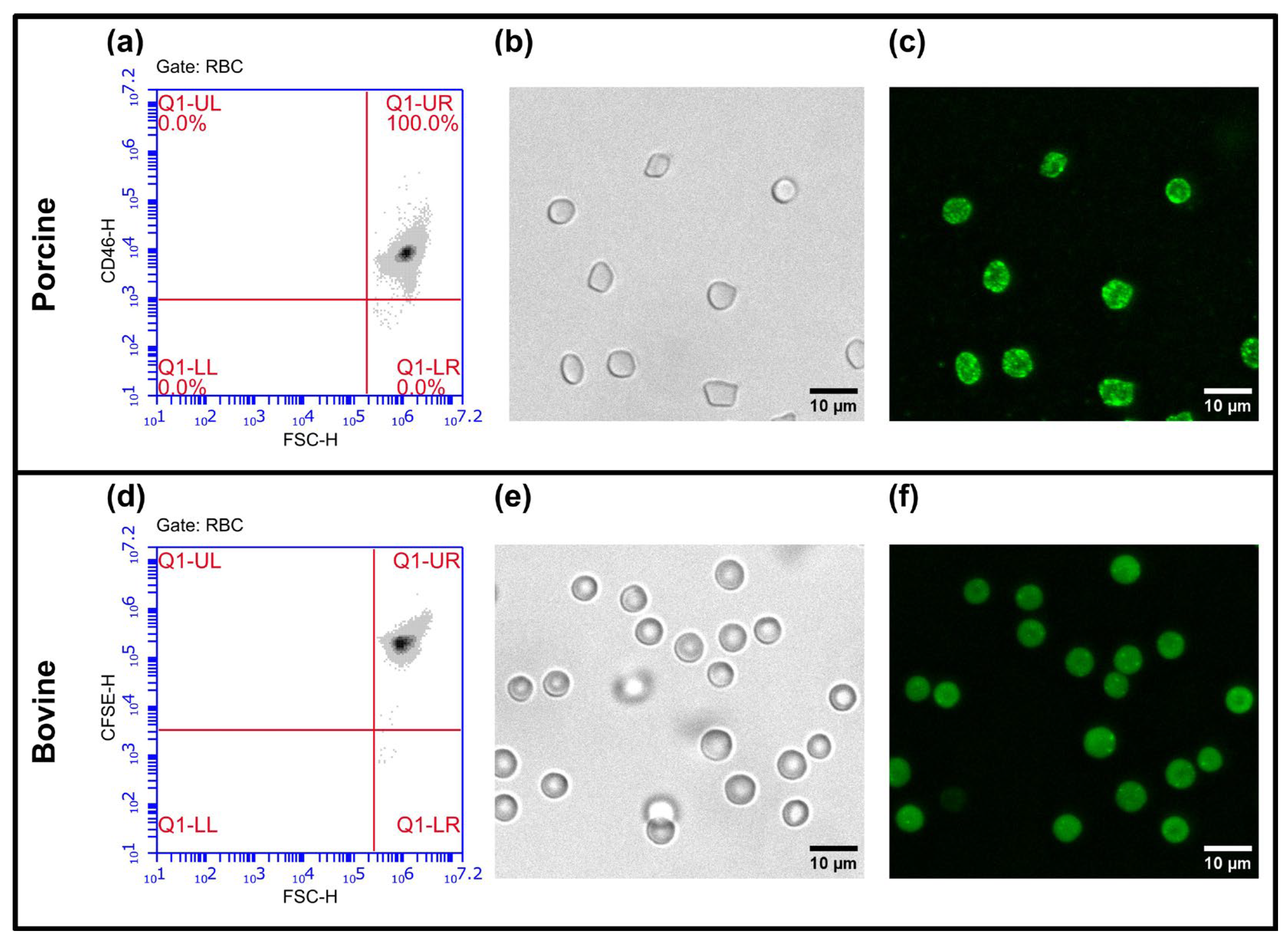 Cells 15 00642 g003