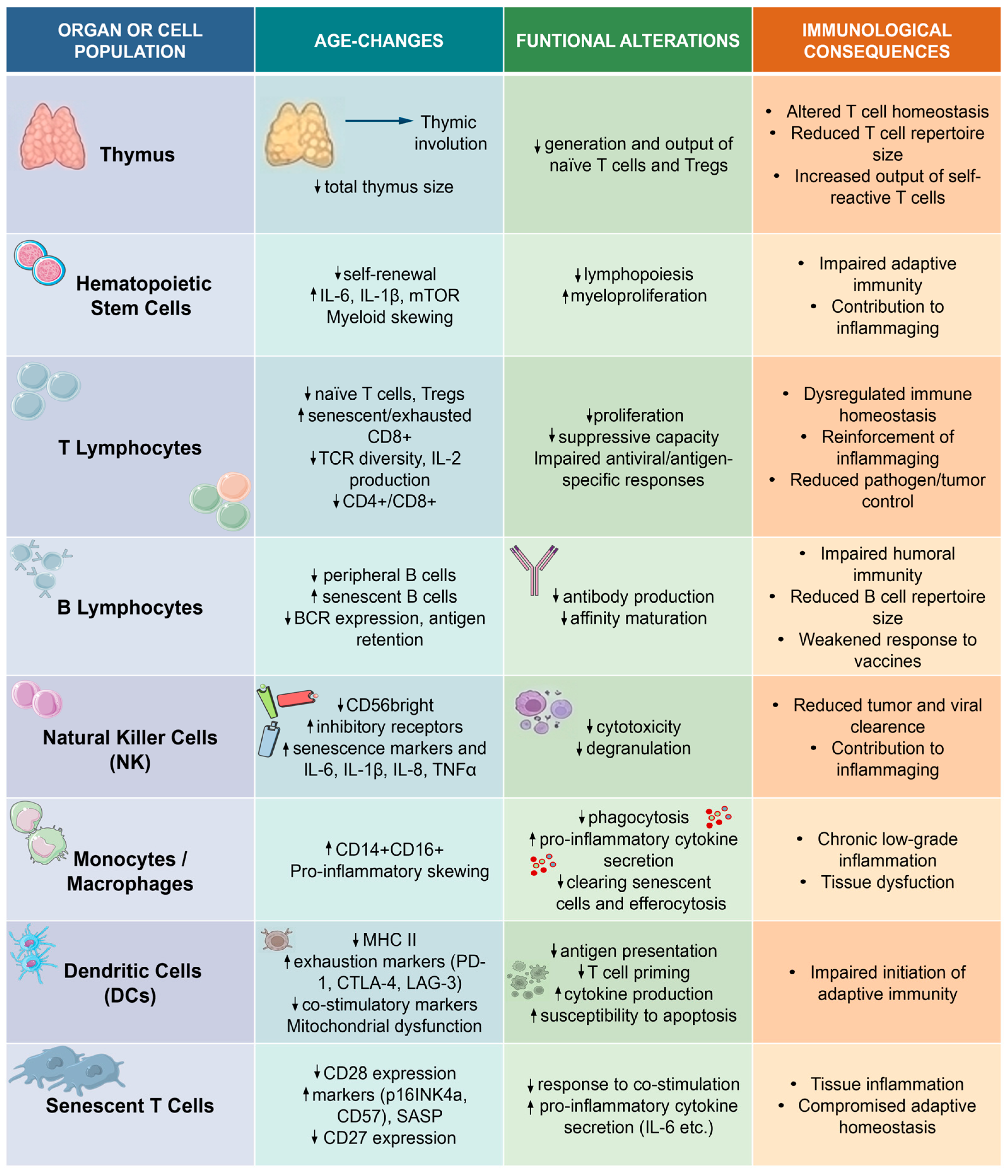 Cells 15 00657 g001 Cells 15 00657 g001