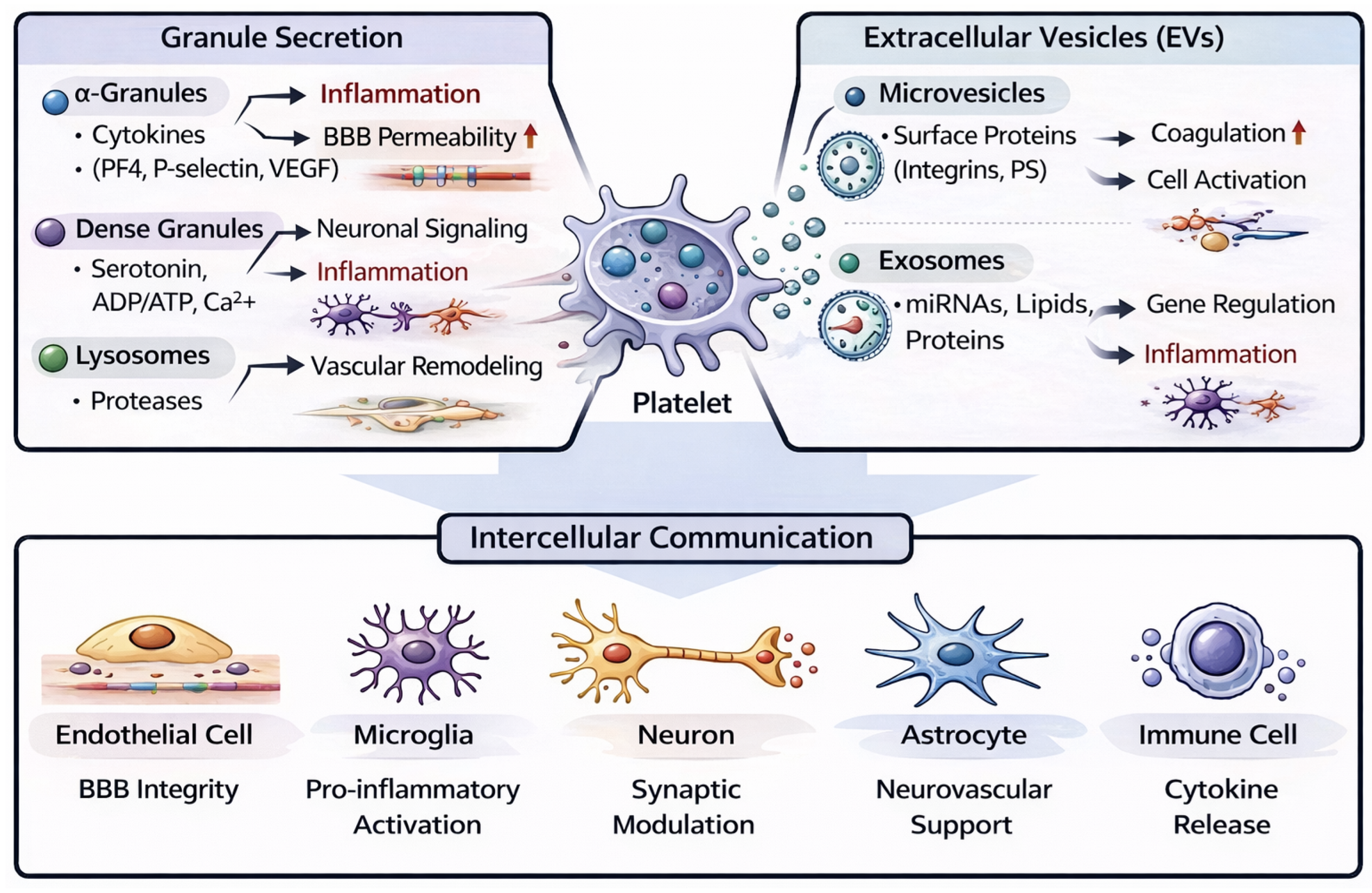 Cells 15 00692 g001 Cells 15 00692 g001