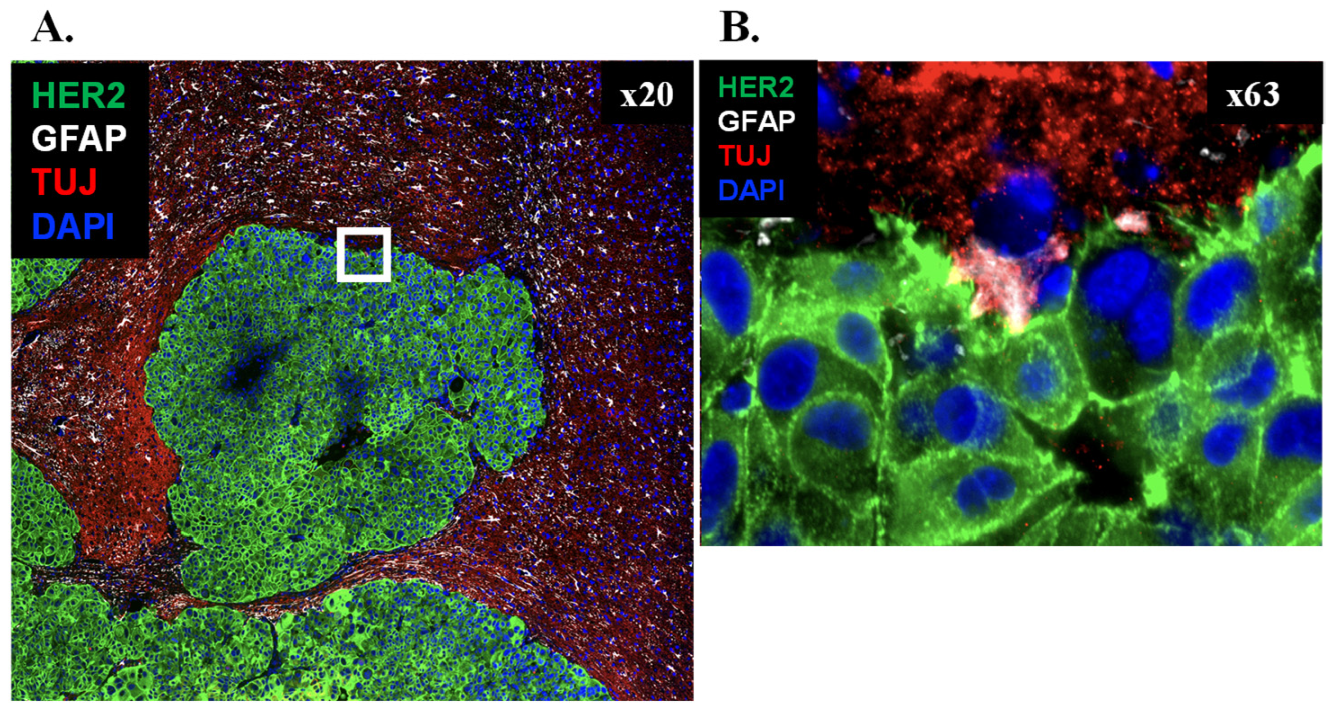 Cells 15 00735 g006 Cells 15 00735 g006