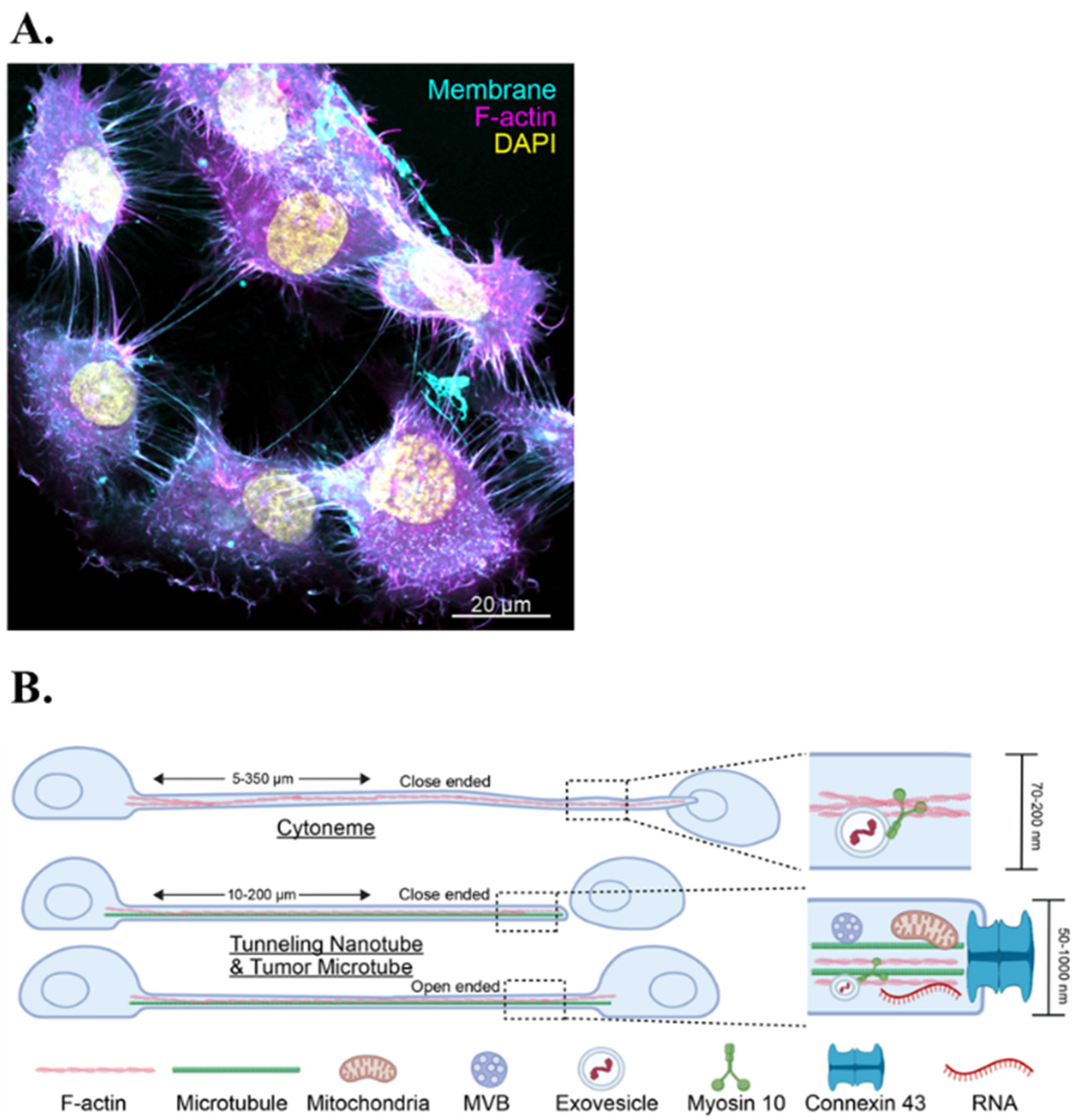 Cells 15 00735 g009 Cells 15 00735 g009