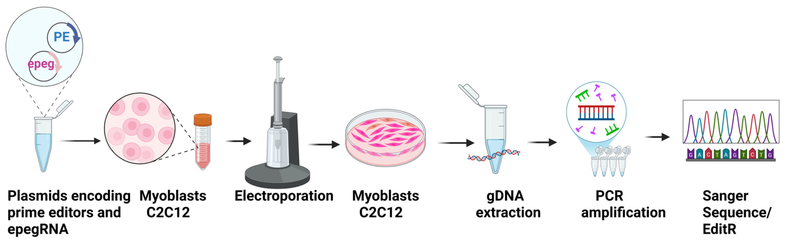 Cells 15 00740 g003 Cells 15 00740 g003