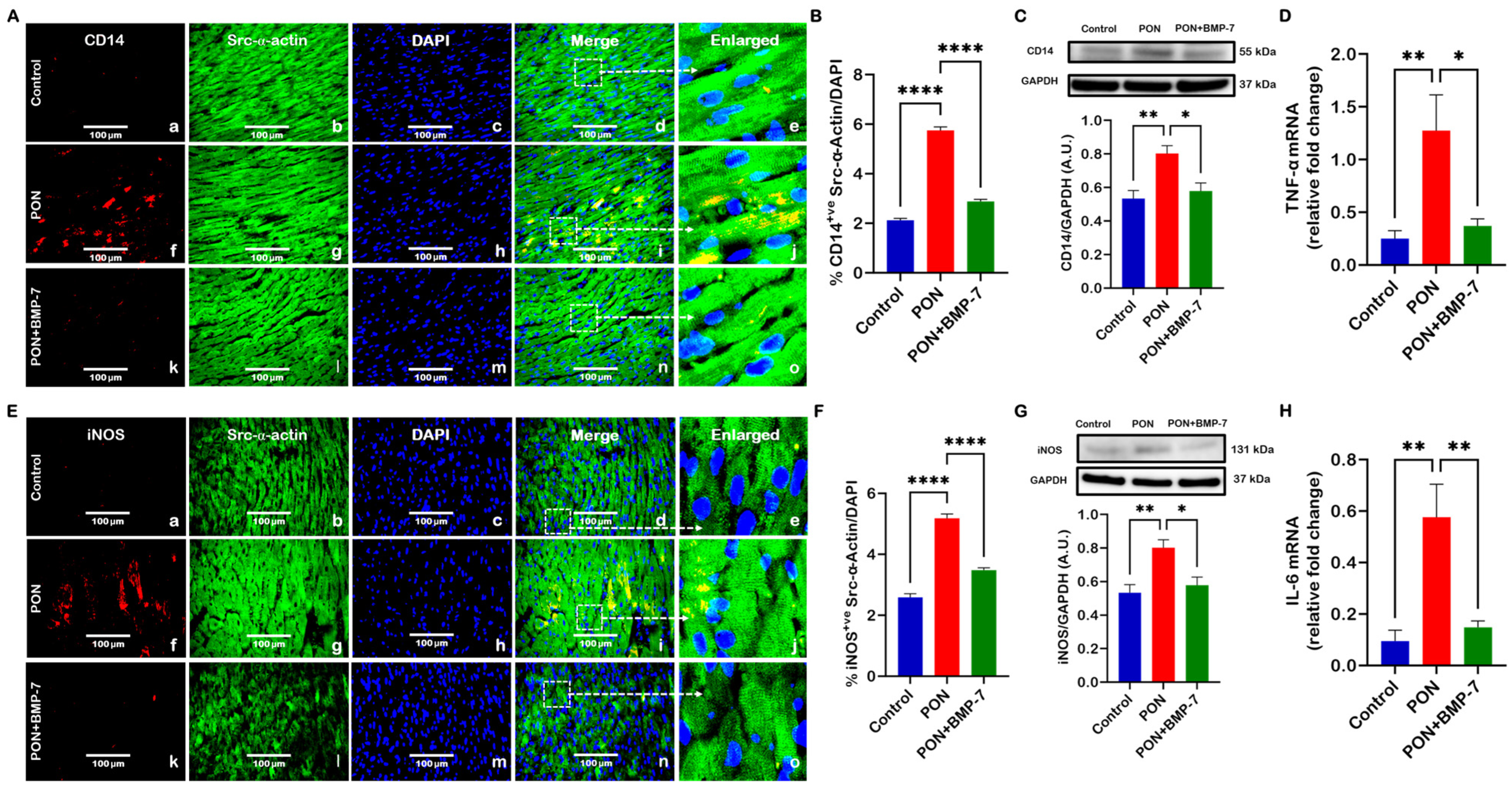 Cells 15 00762 g002 Cells 15 00762 g002