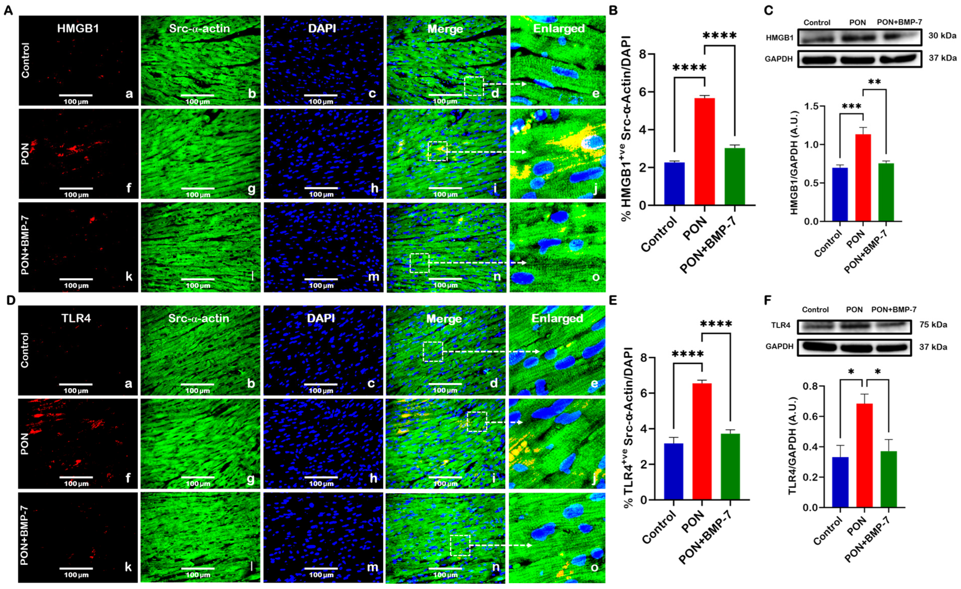 Cells 15 00762 g003 Cells 15 00762 g003