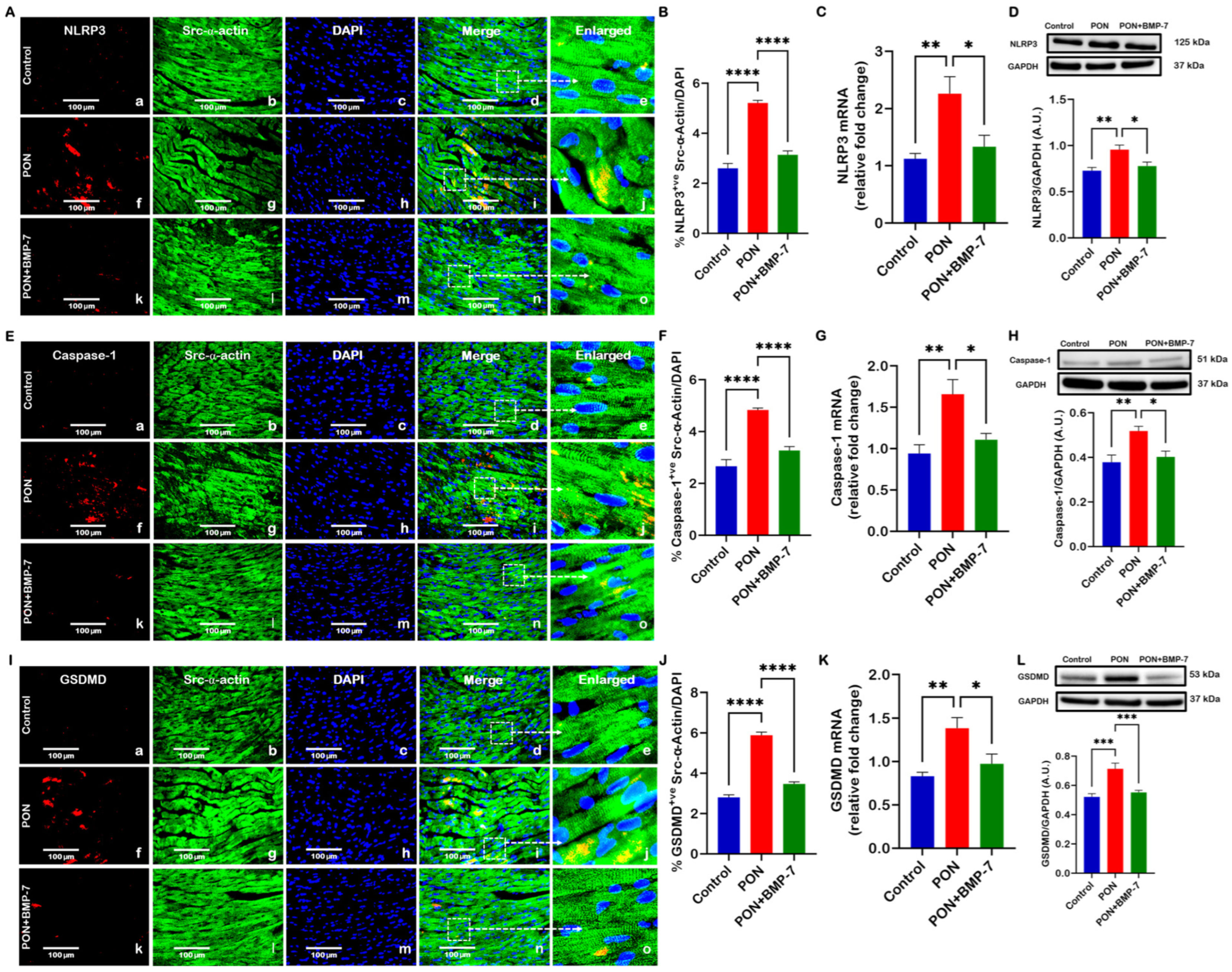 Cells 15 00762 g004 Cells 15 00762 g004