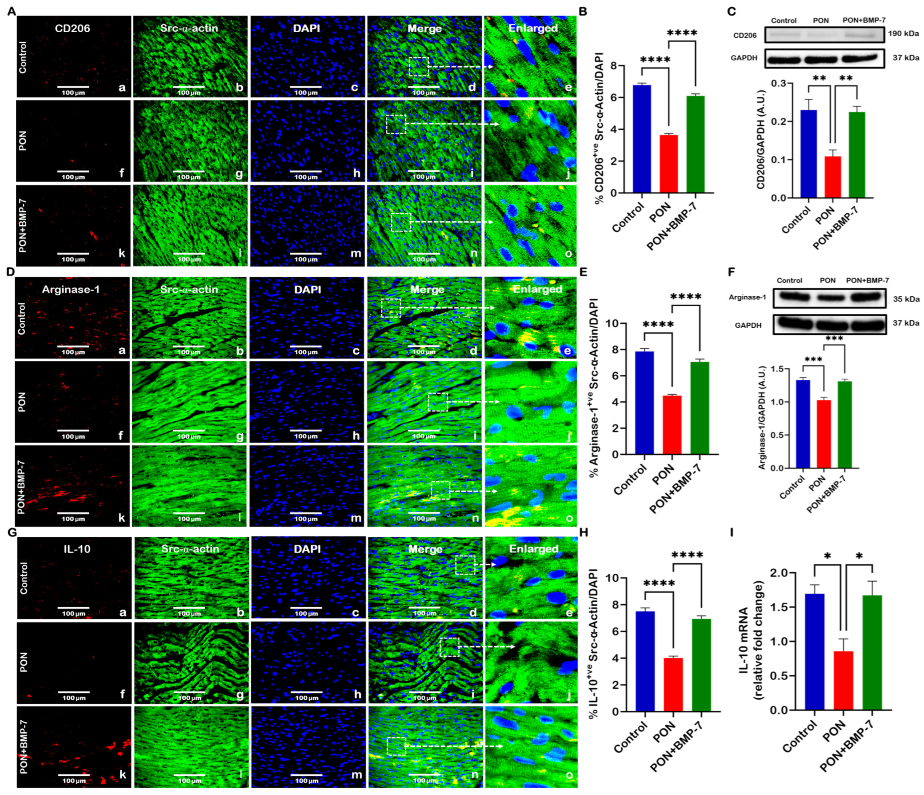 Cells 15 00762 g006 Cells 15 00762 g006