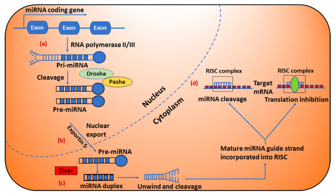 Cells 15 00784 g001 Cells 15 00784 g001