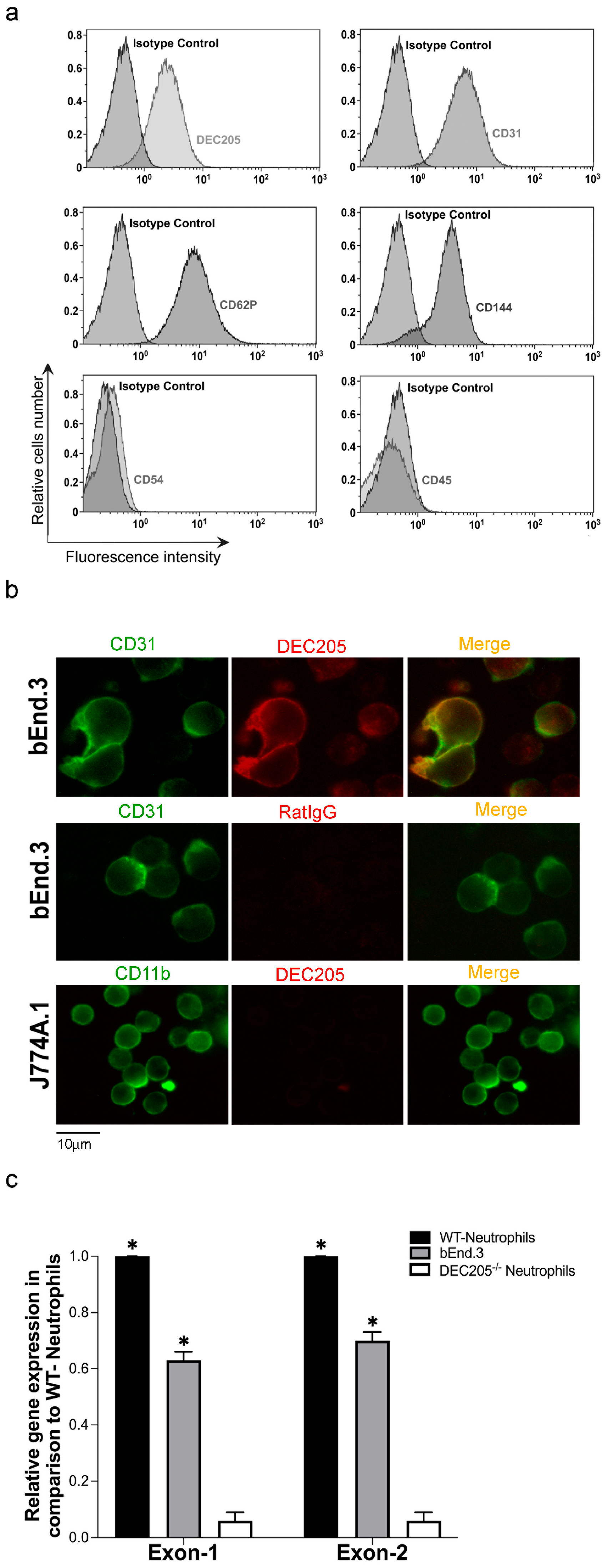 Cells 15 00882 g001 Cells 15 00882 g001