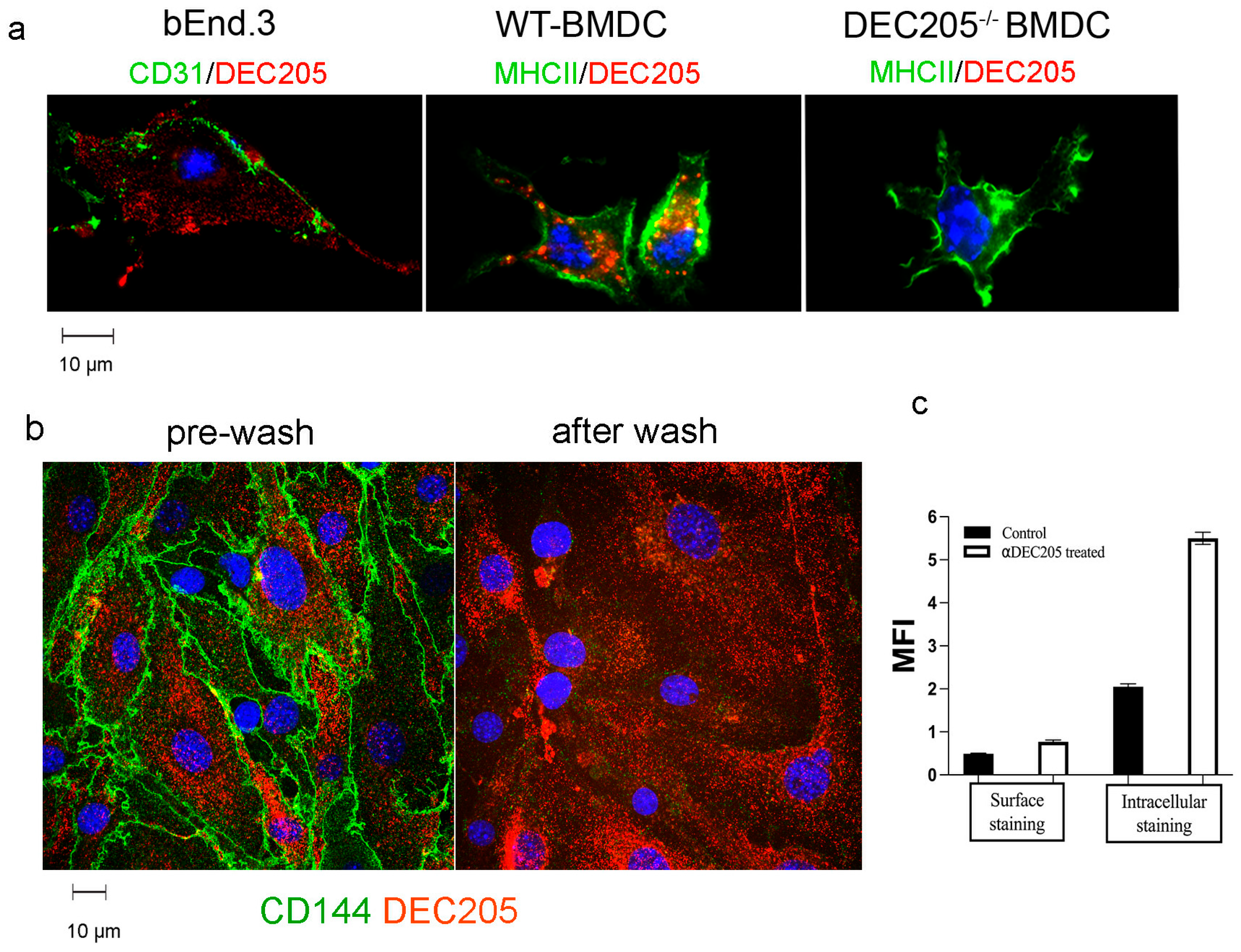 Cells 15 00882 g002 Cells 15 00882 g002