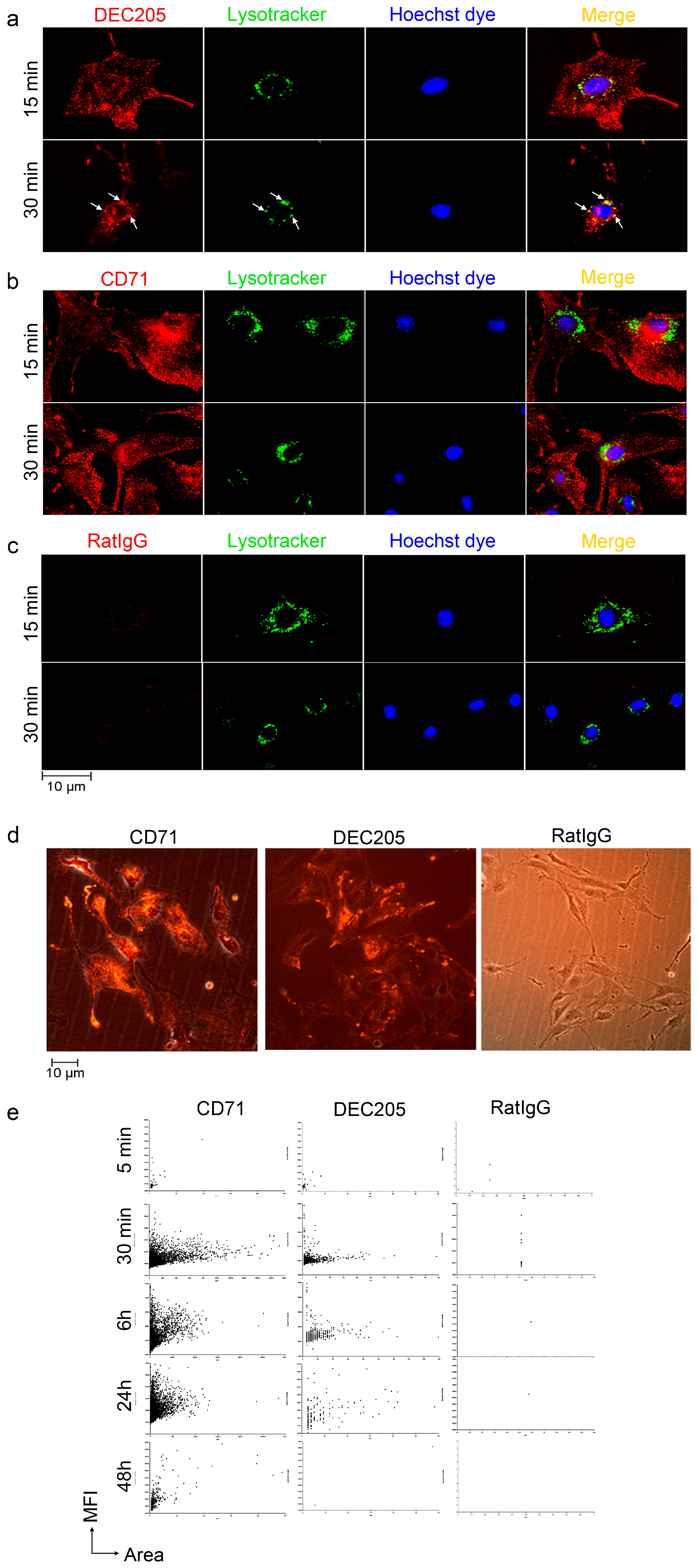 Cells 15 00882 g003 Cells 15 00882 g003