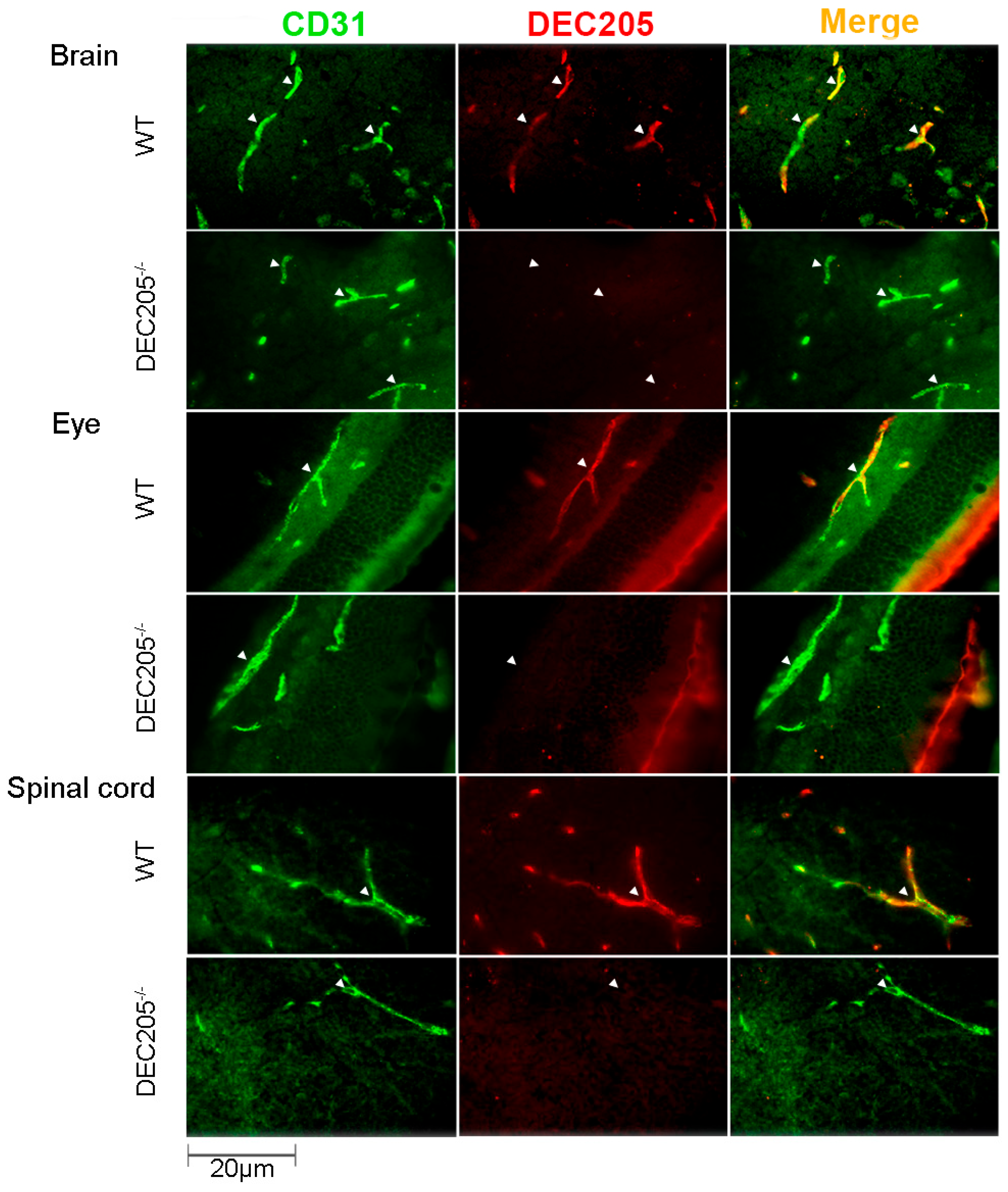 Cells 15 00882 g004 Cells 15 00882 g004
