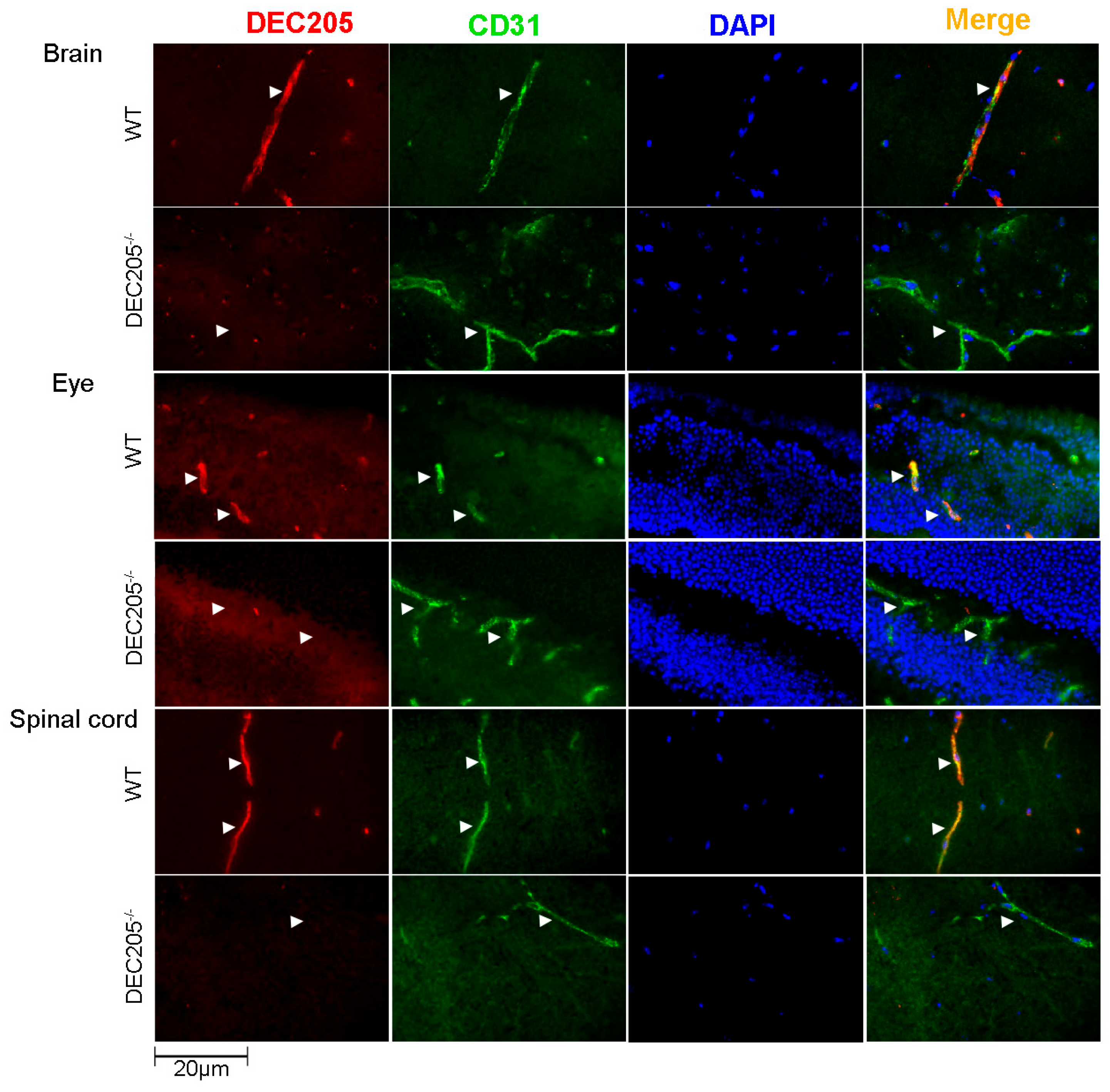 Cells 15 00882 g005 Cells 15 00882 g005