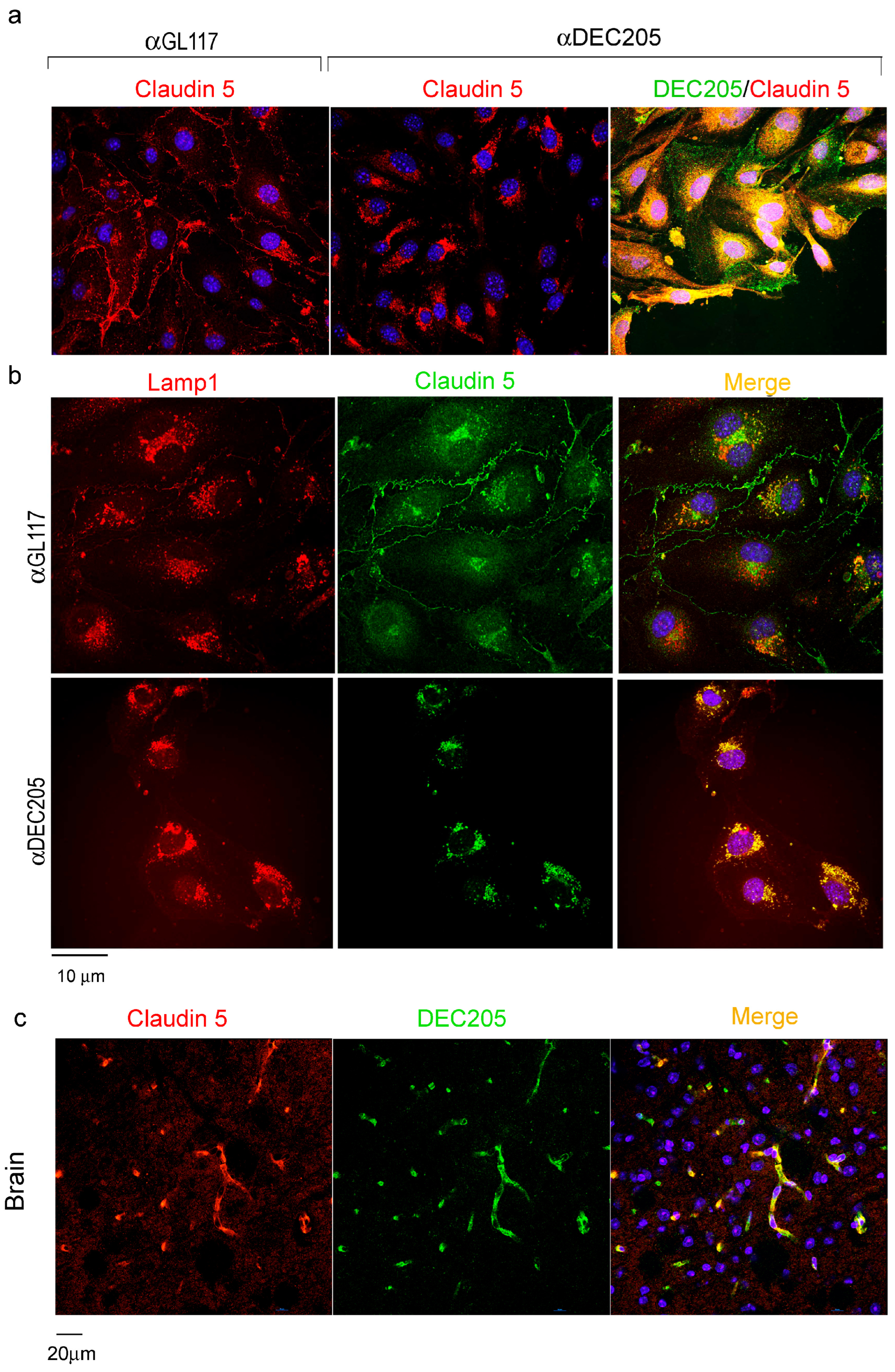 Cells 15 00882 g007 Cells 15 00882 g007