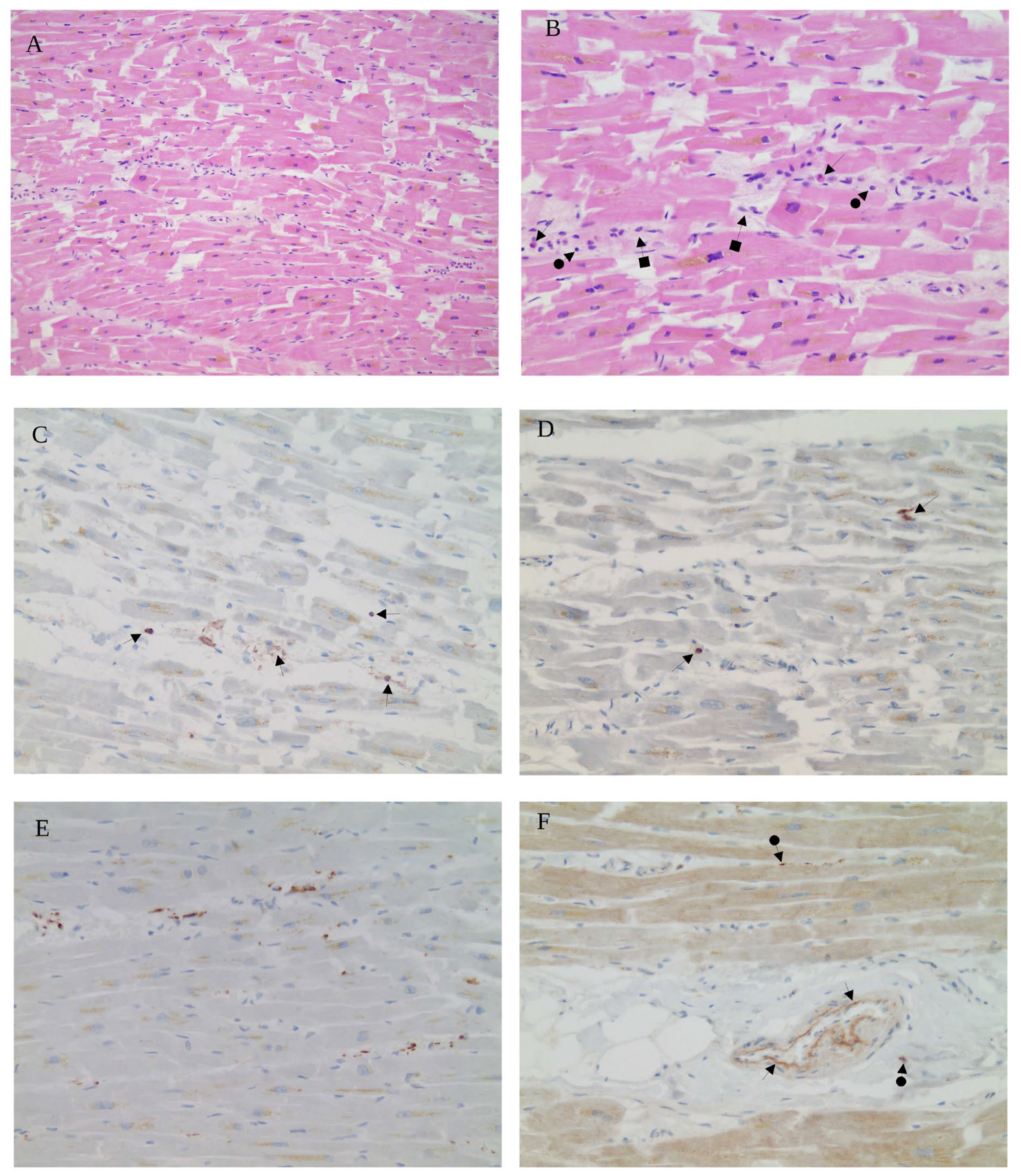Cells 15 00978 g001 Cells 15 00978 g001