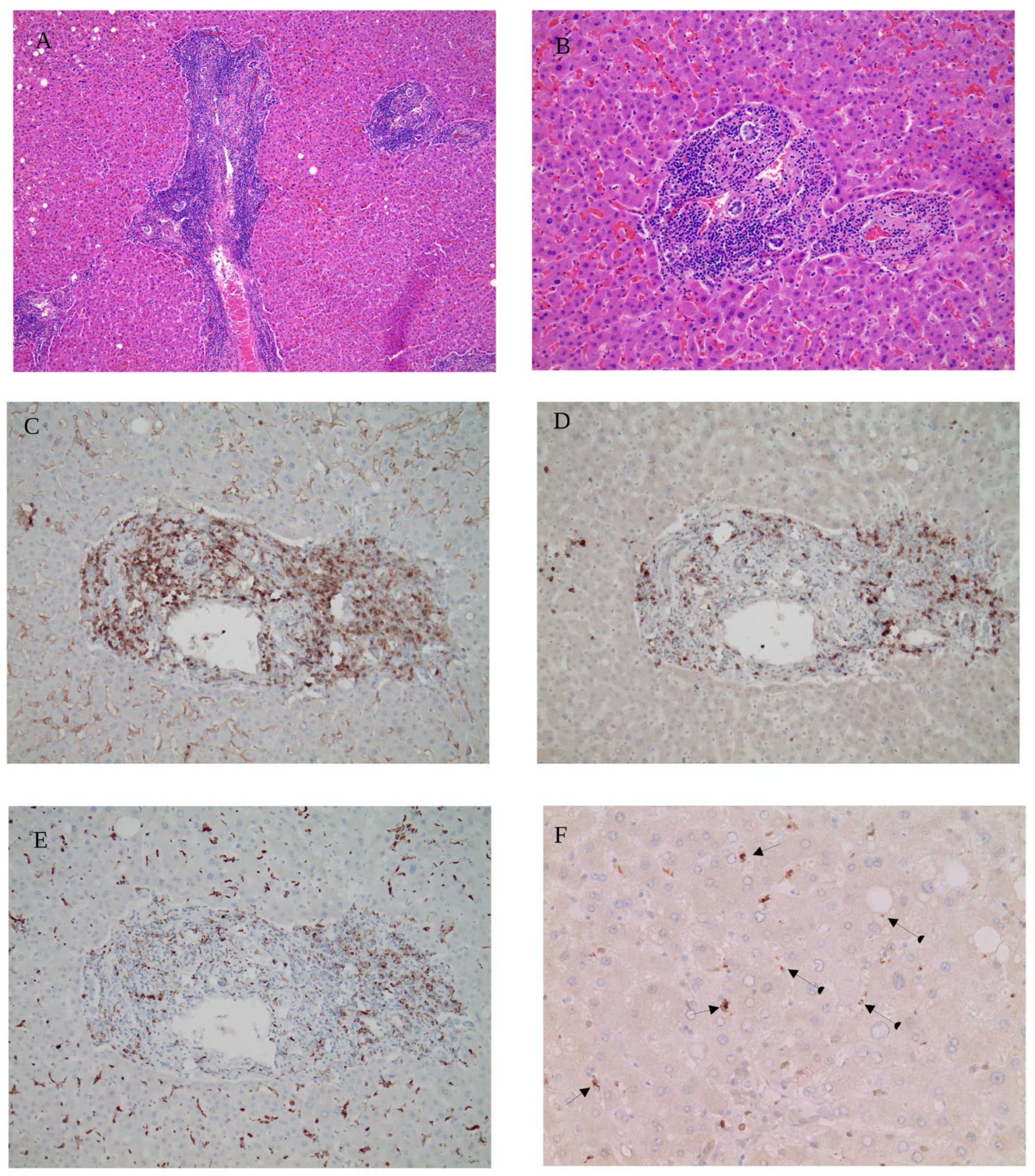 Cells 15 00978 g002 Cells 15 00978 g002