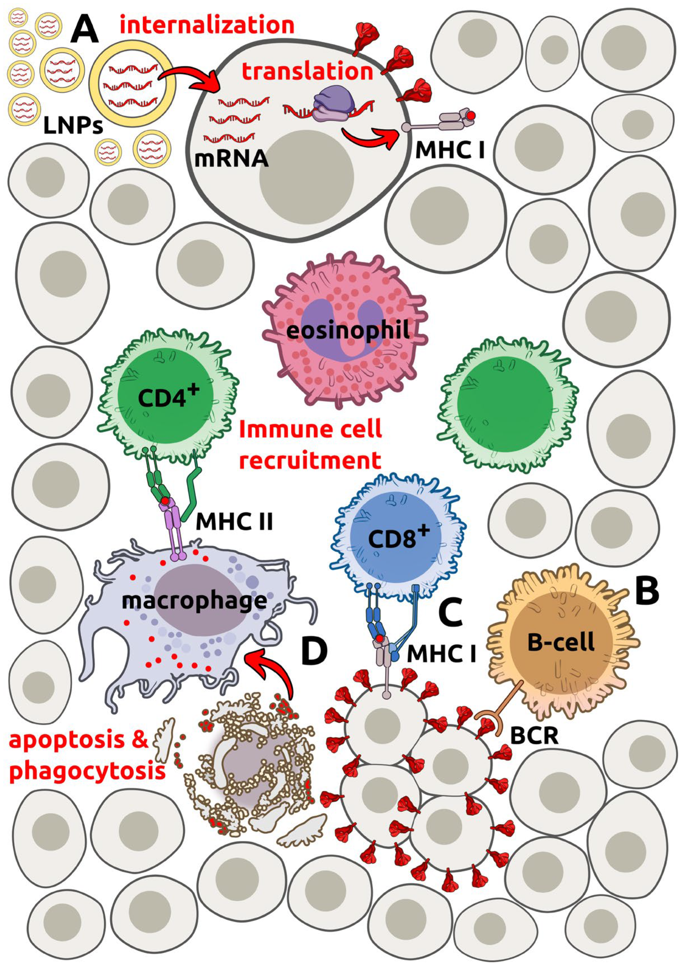 Cells 15 00978 g003 Cells 15 00978 g003