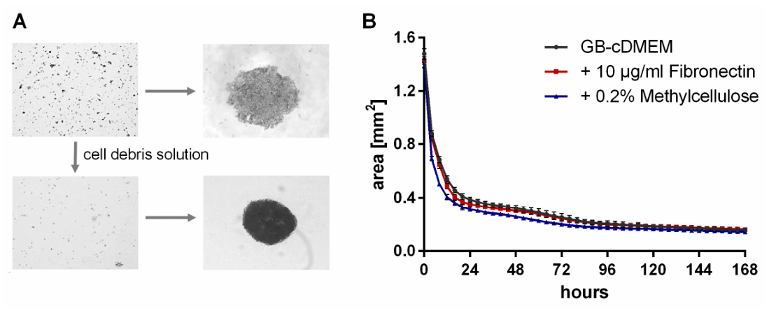 Cells 15 01021 g002