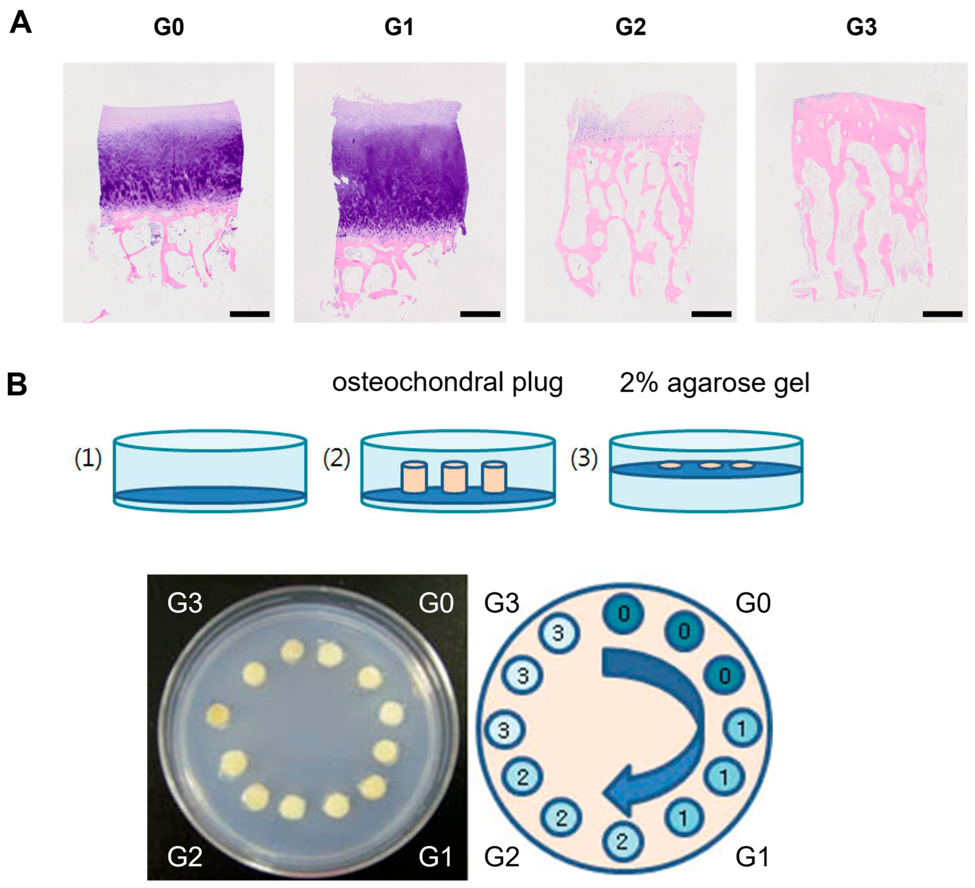 Cells 15 01024 g001 Cells 15 01024 g001