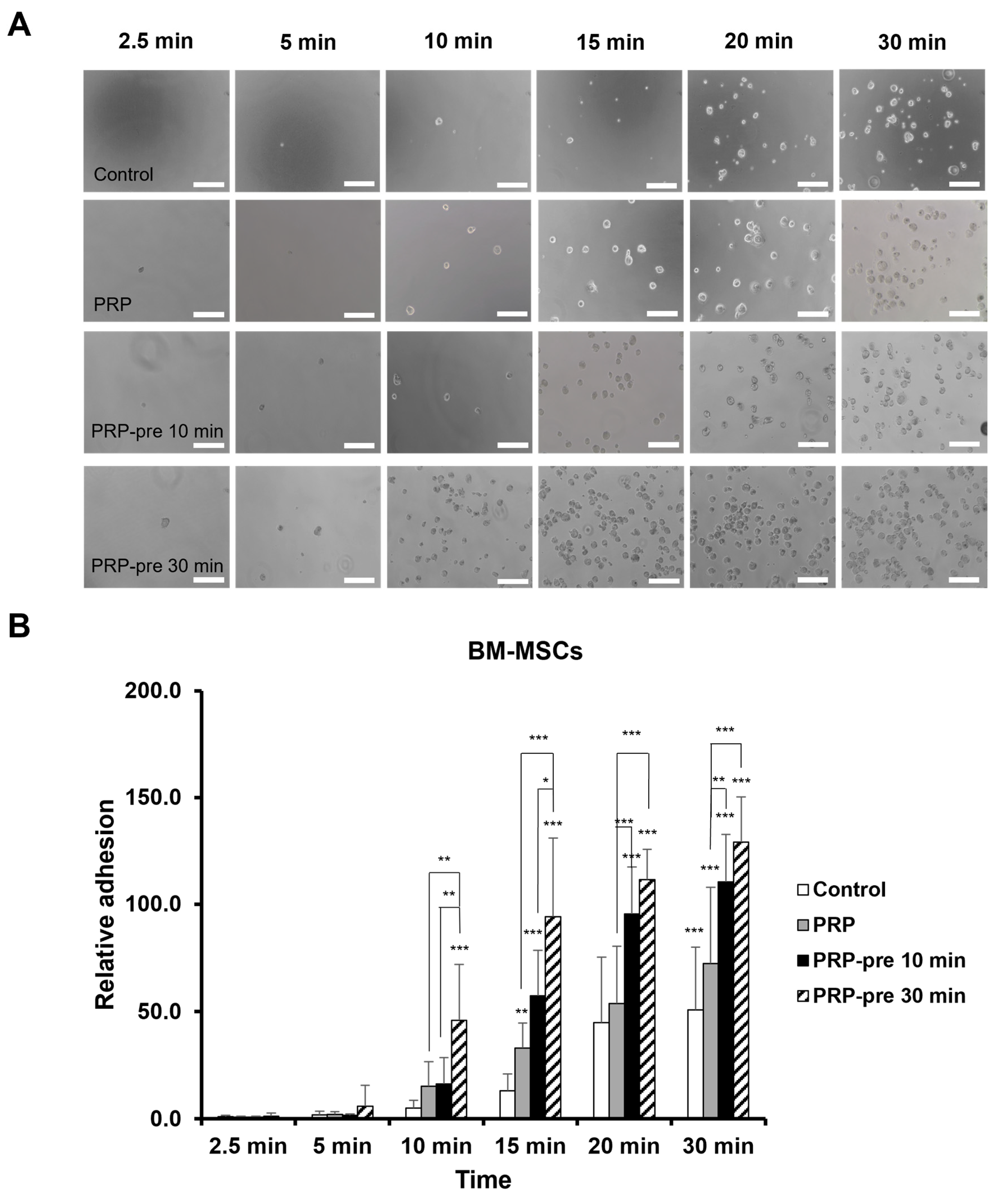 Cells 15 01024 g002 Cells 15 01024 g002