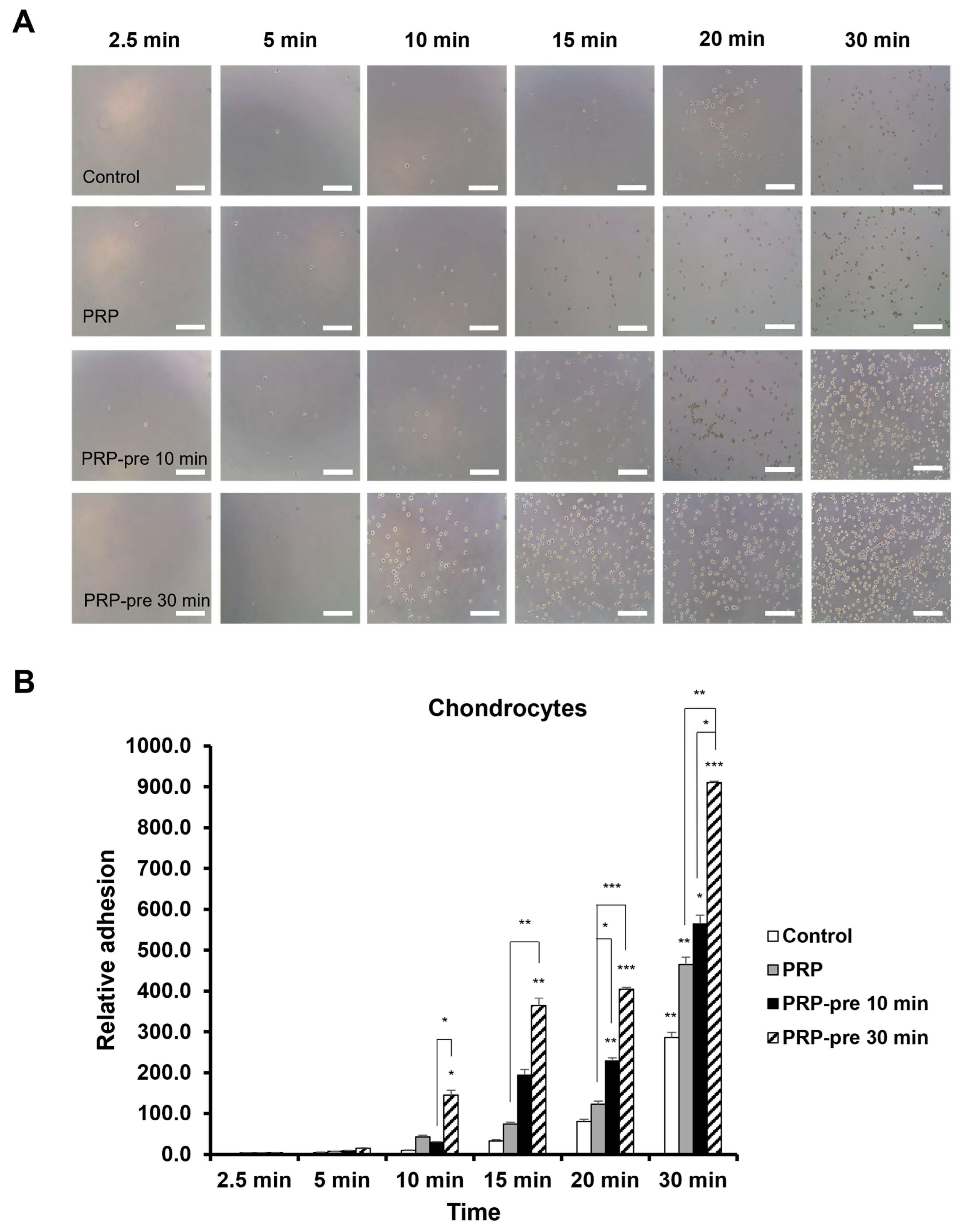 Cells 15 01024 g003 Cells 15 01024 g003