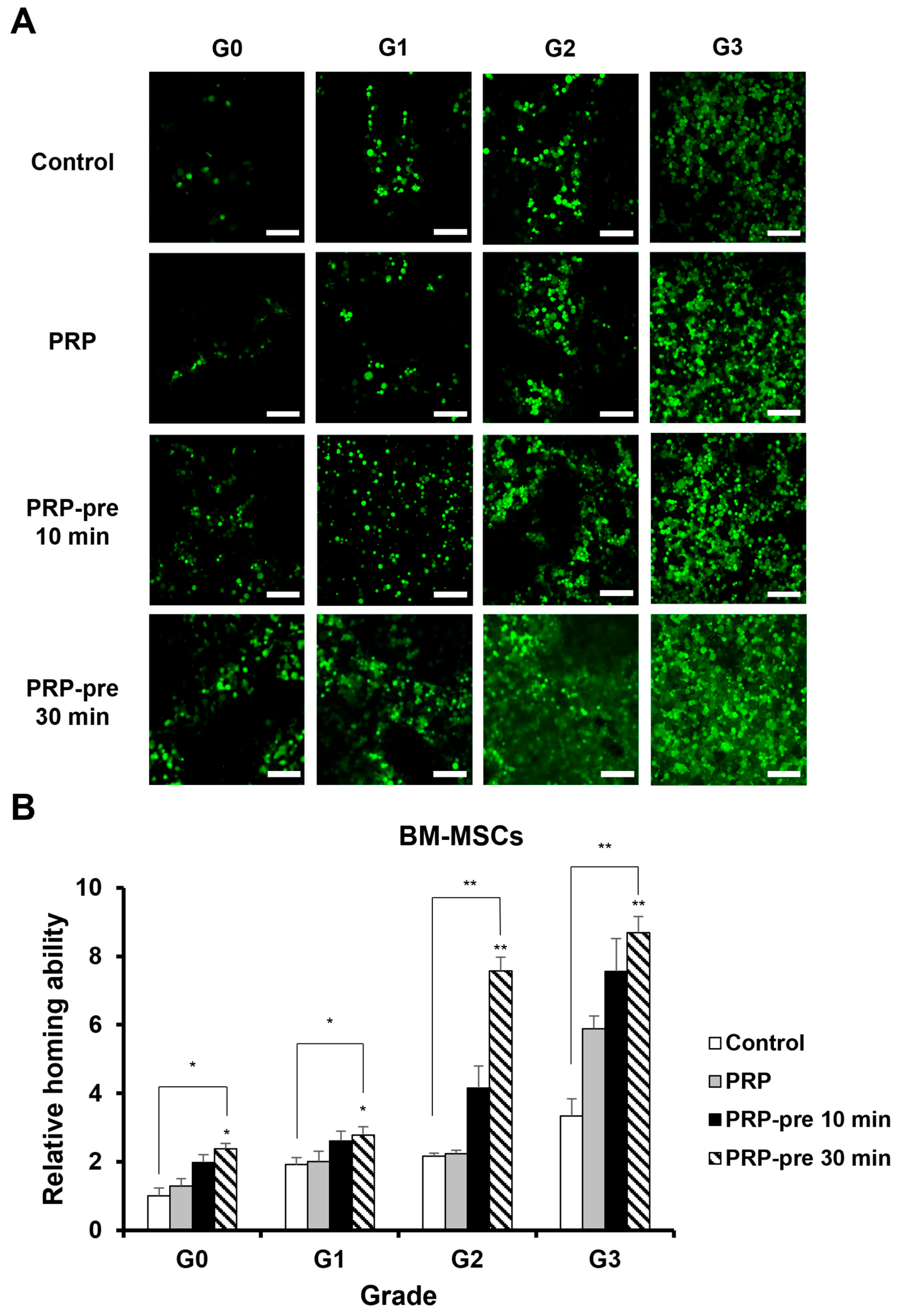 Cells 15 01024 g004 Cells 15 01024 g004