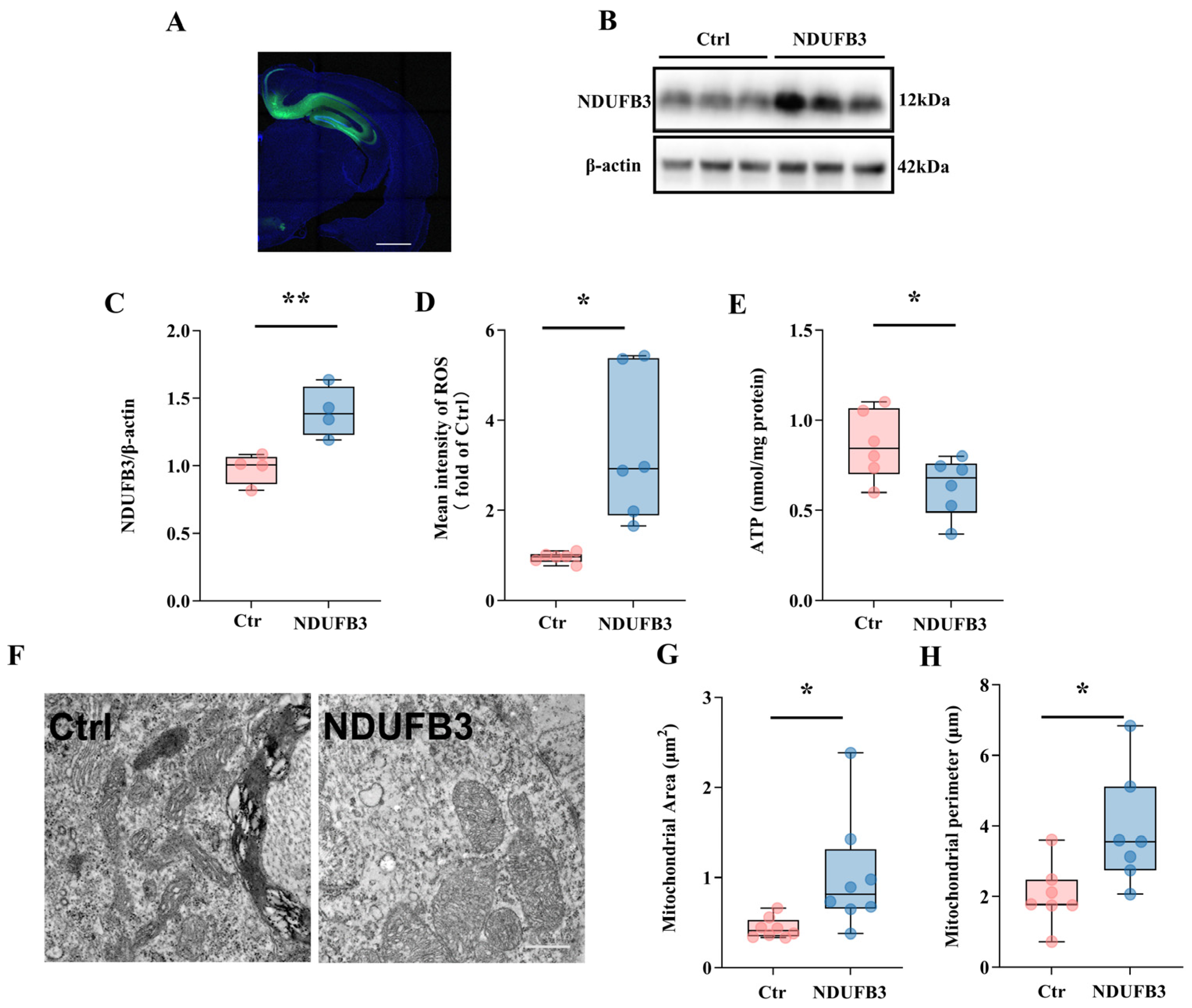 Cells 15 01071 g007 Cells 15 01071 g007