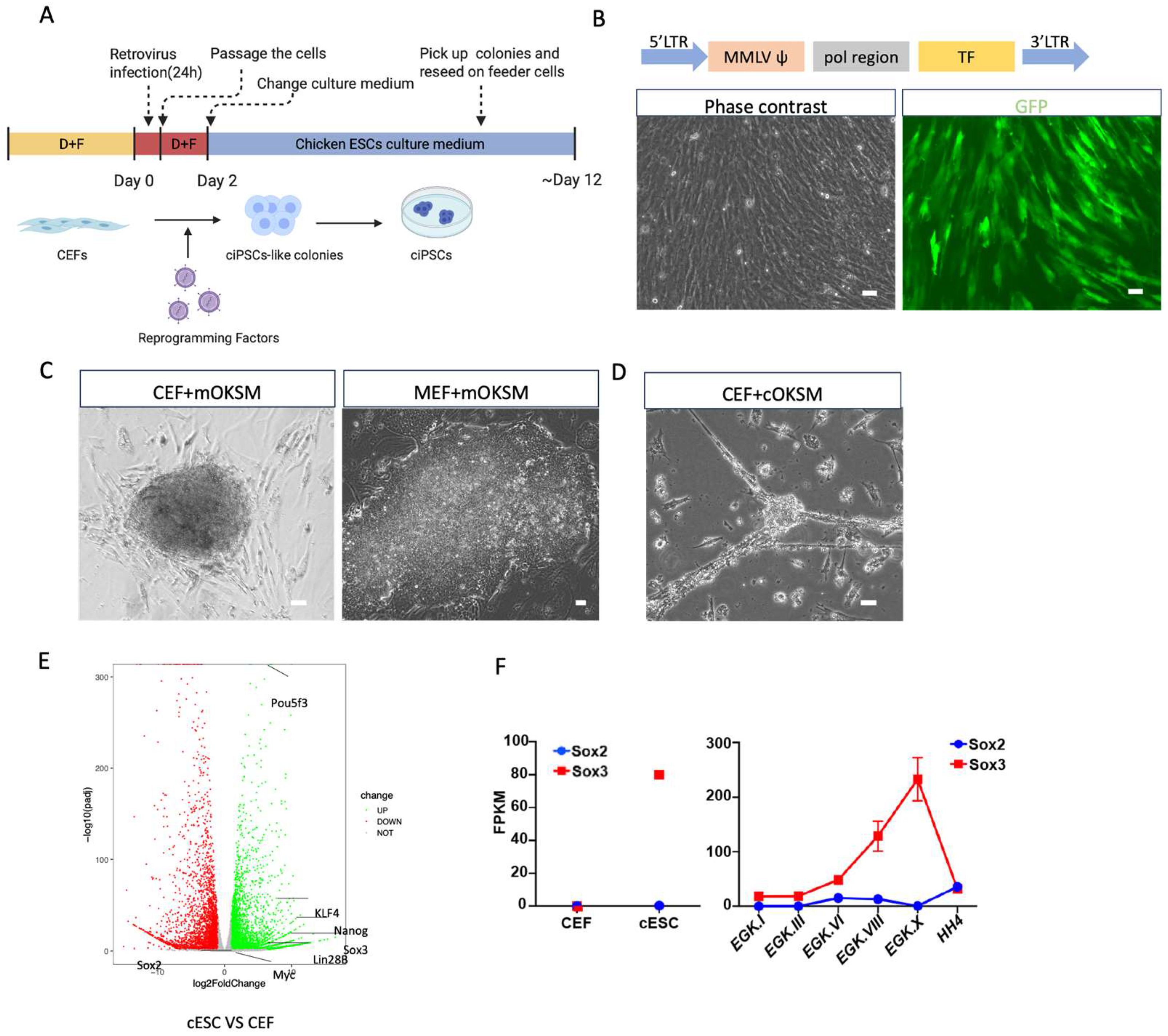 Cells 15 01092 g001 Cells 15 01092 g001