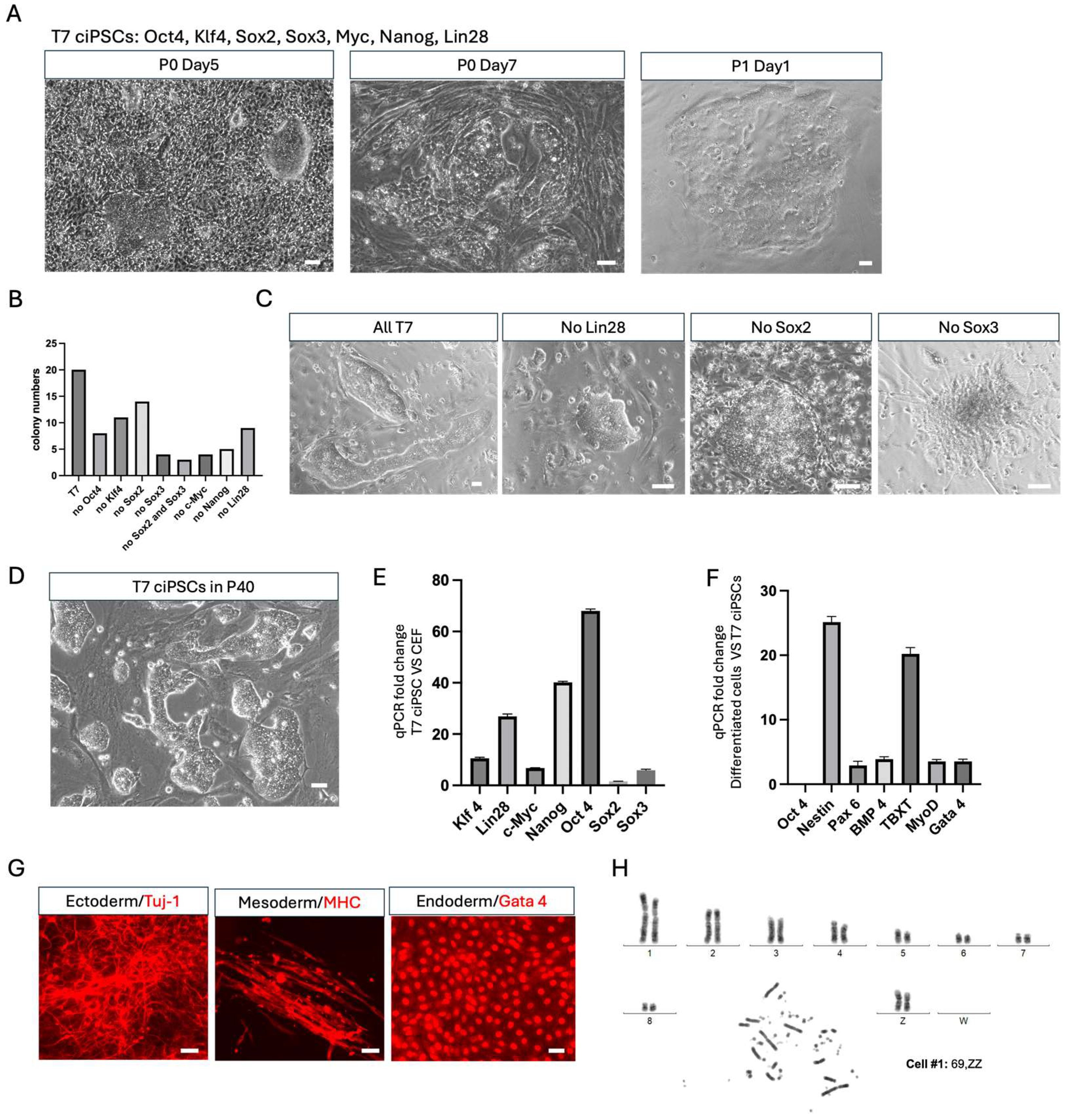 Cells 15 01092 g002 Cells 15 01092 g002