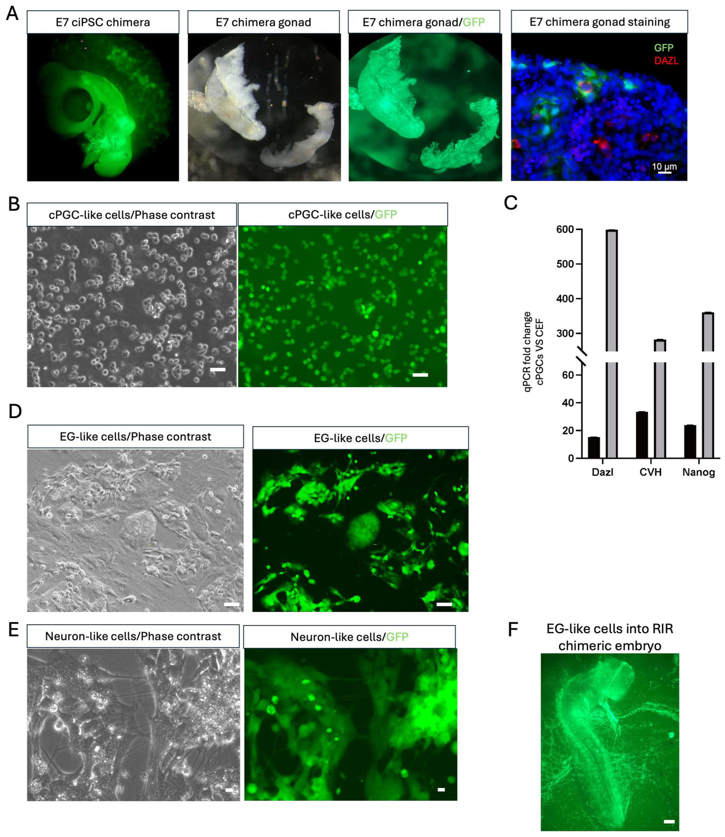 Cells 15 01092 g004 Cells 15 01092 g004
