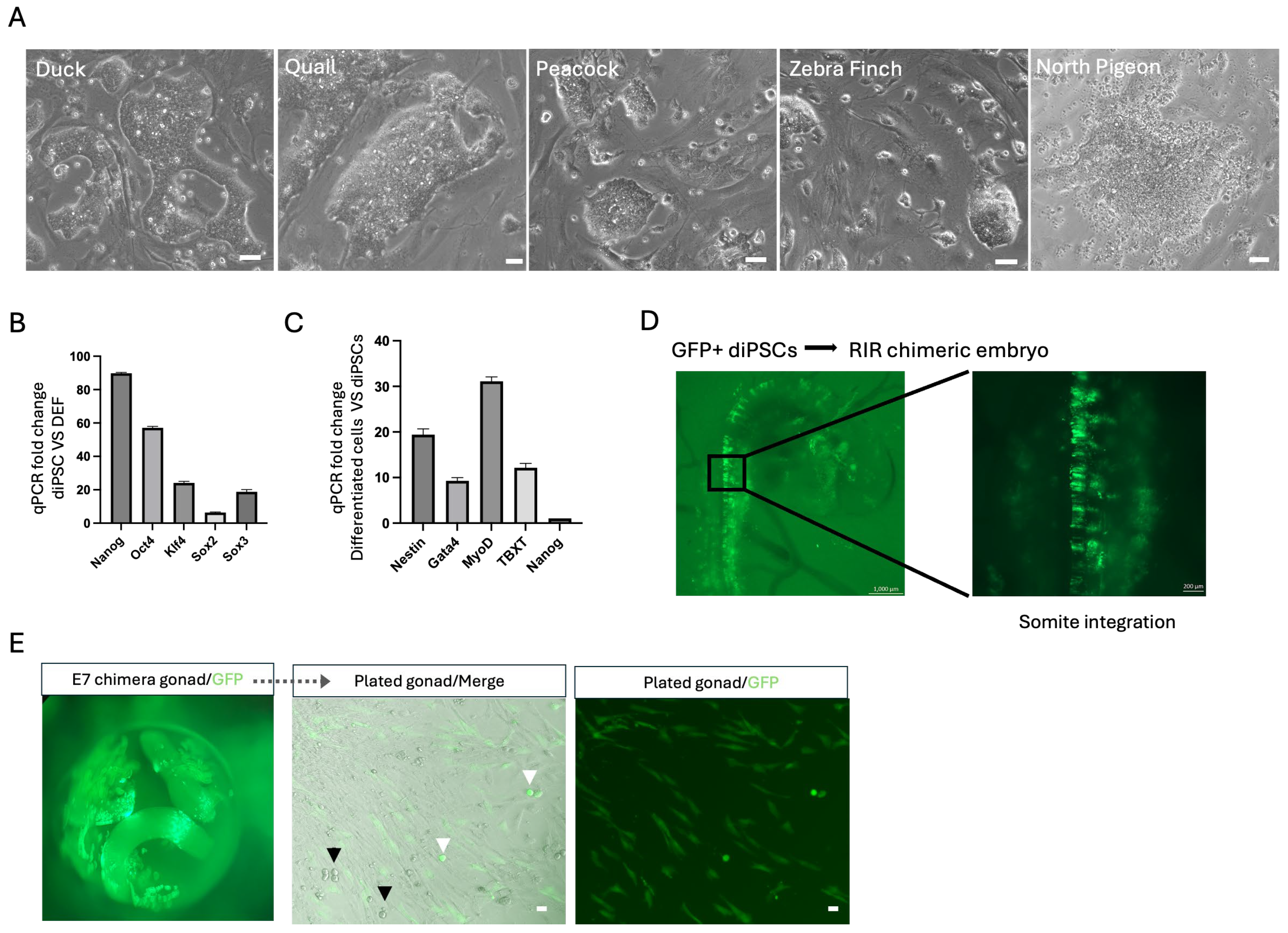 Cells 15 01092 g005 Cells 15 01092 g005