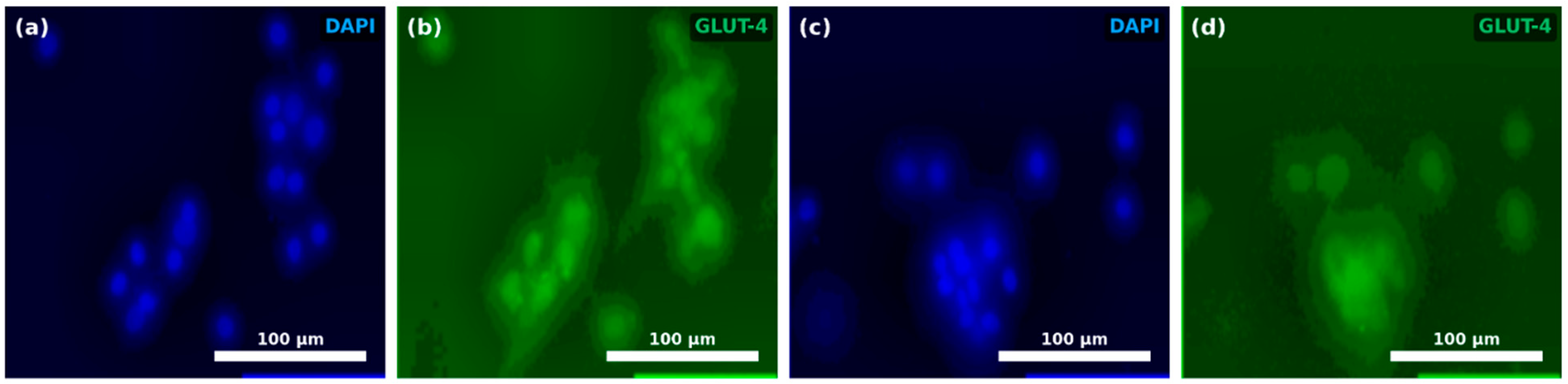 Cells 15 01174 g003 Cells 15 01174 g003