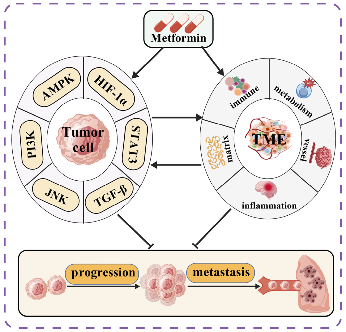 Cells 15 01183 g005 Cells 15 01183 g005