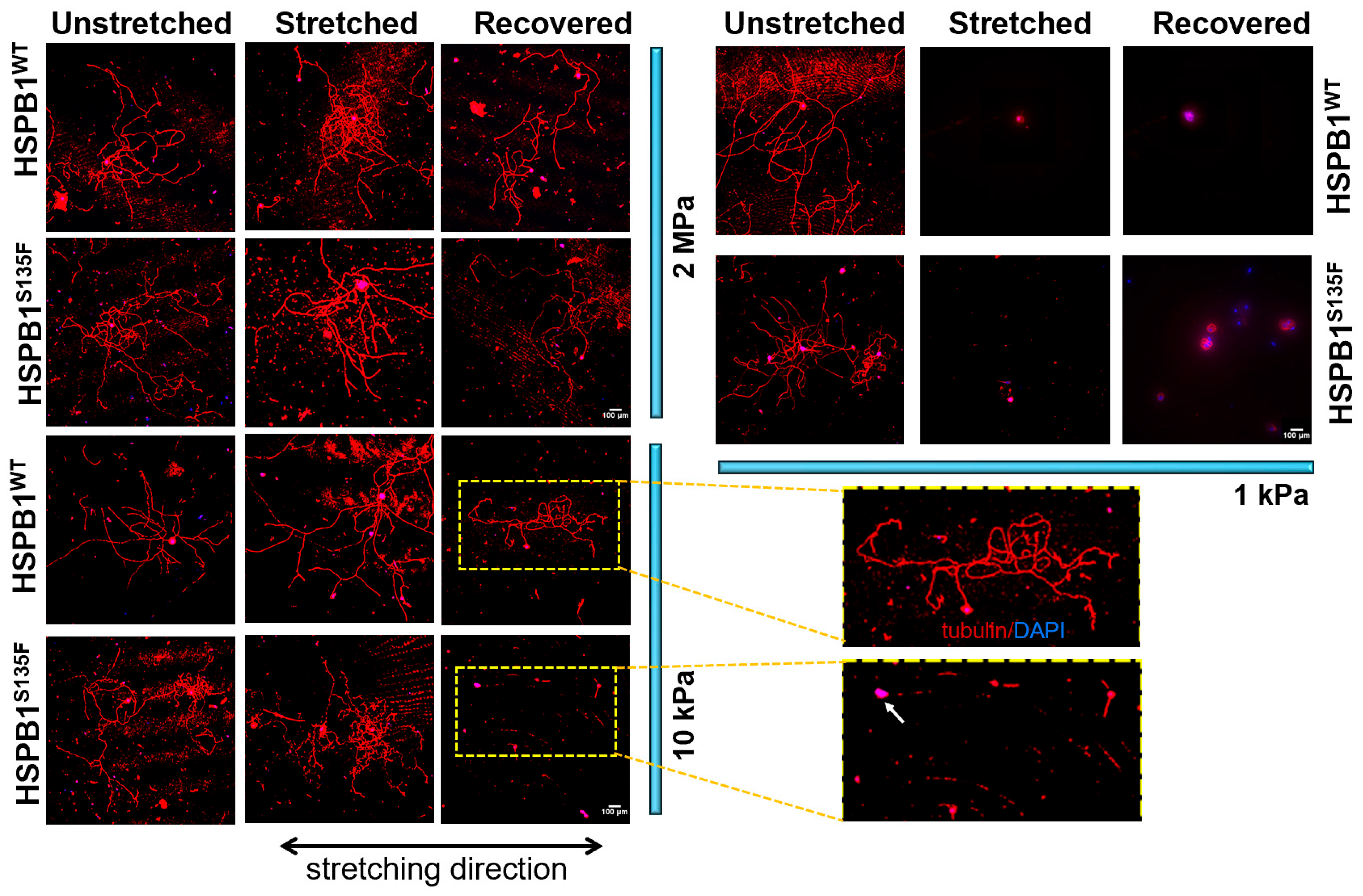 Cells 15 01216 g001 Cells 15 01216 g001