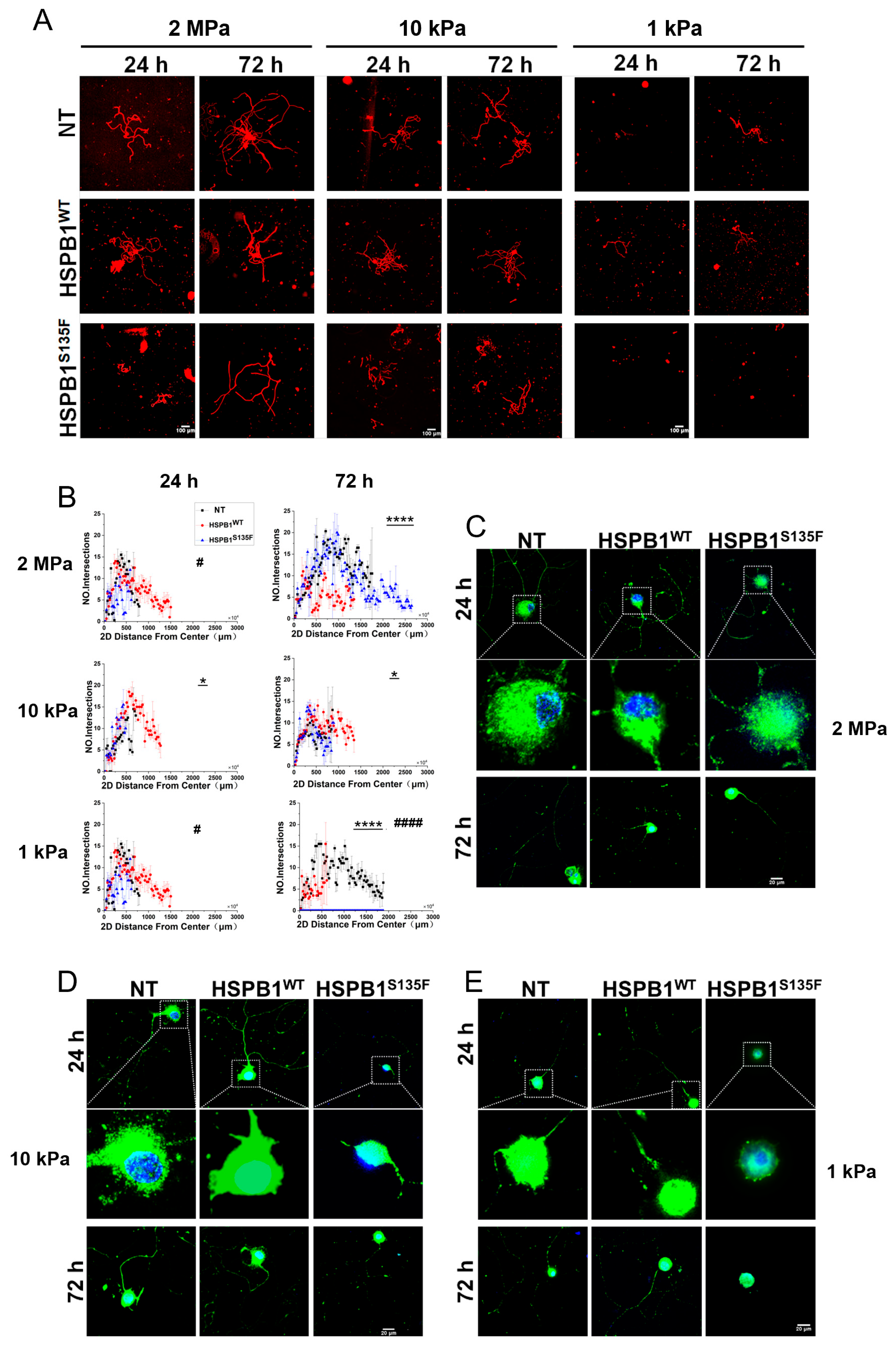 Cells 15 01216 g002 Cells 15 01216 g002