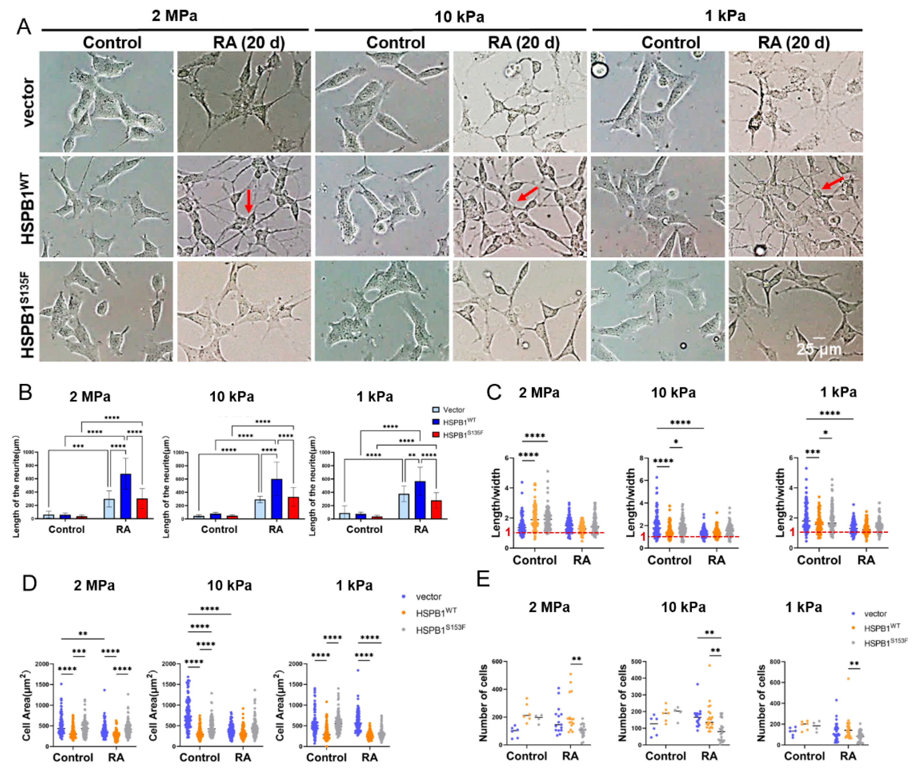 Cells 15 01216 g003 Cells 15 01216 g003