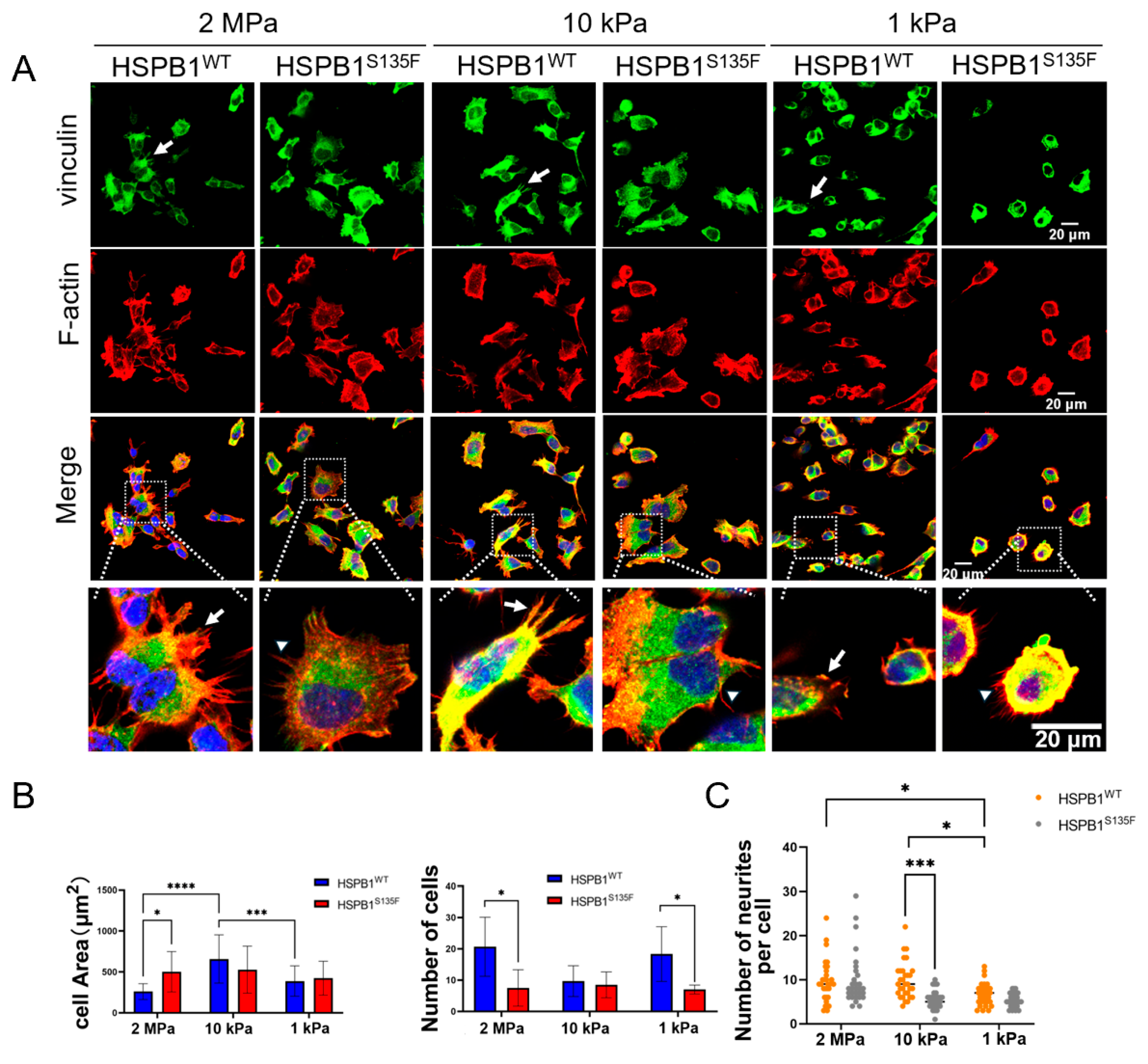 Cells 15 01216 g005 Cells 15 01216 g005