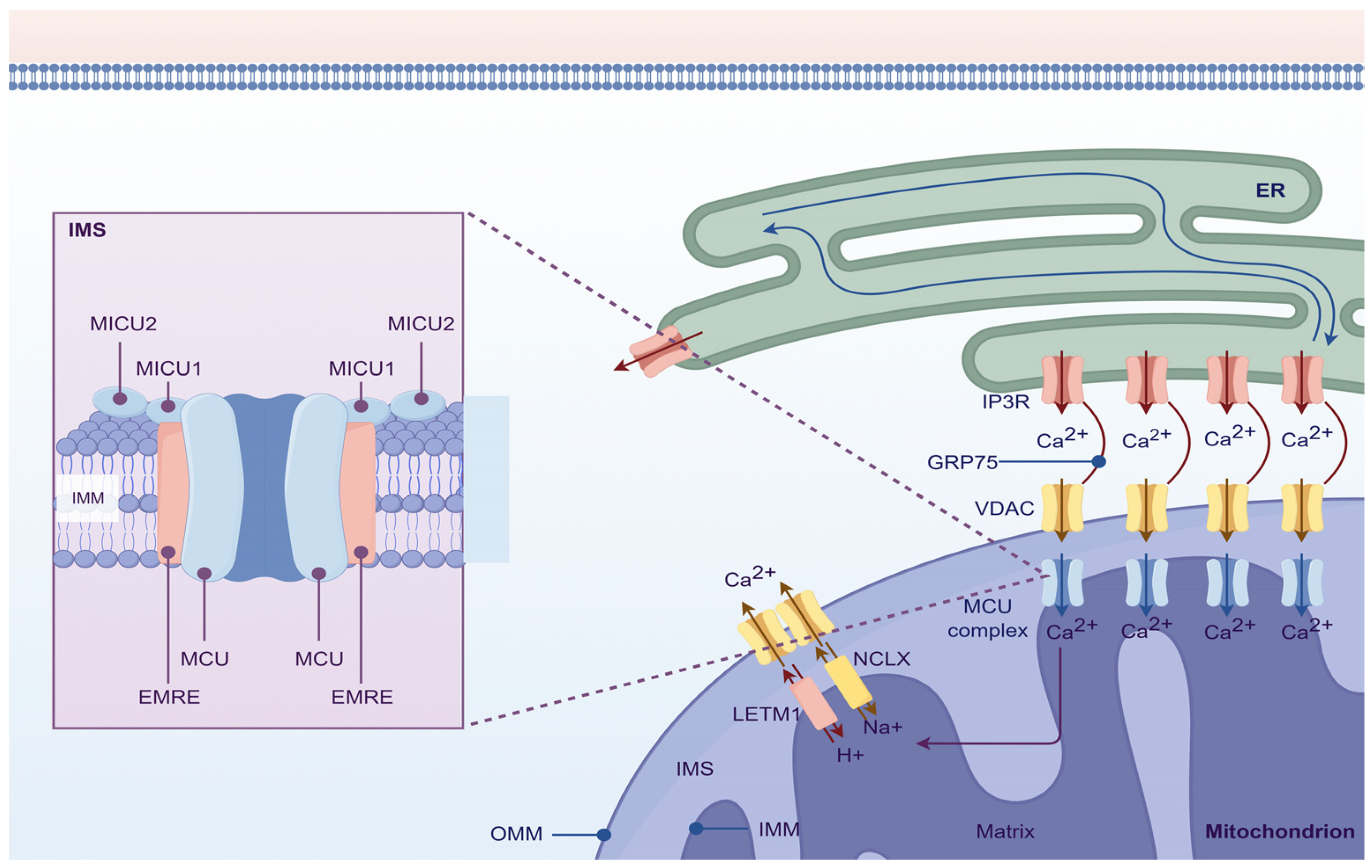 Cells 15 01222 g005 Cells 15 01222 g005